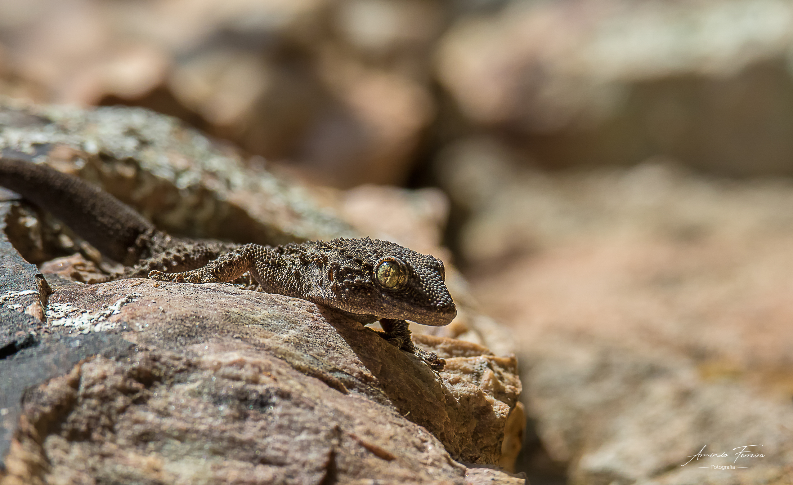 Tarentola mauritanica