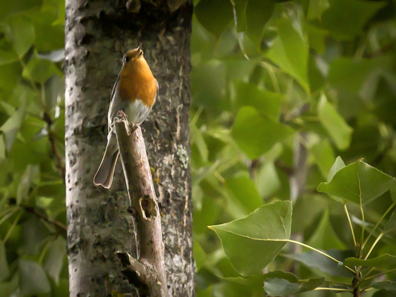 Erithacus rubecula