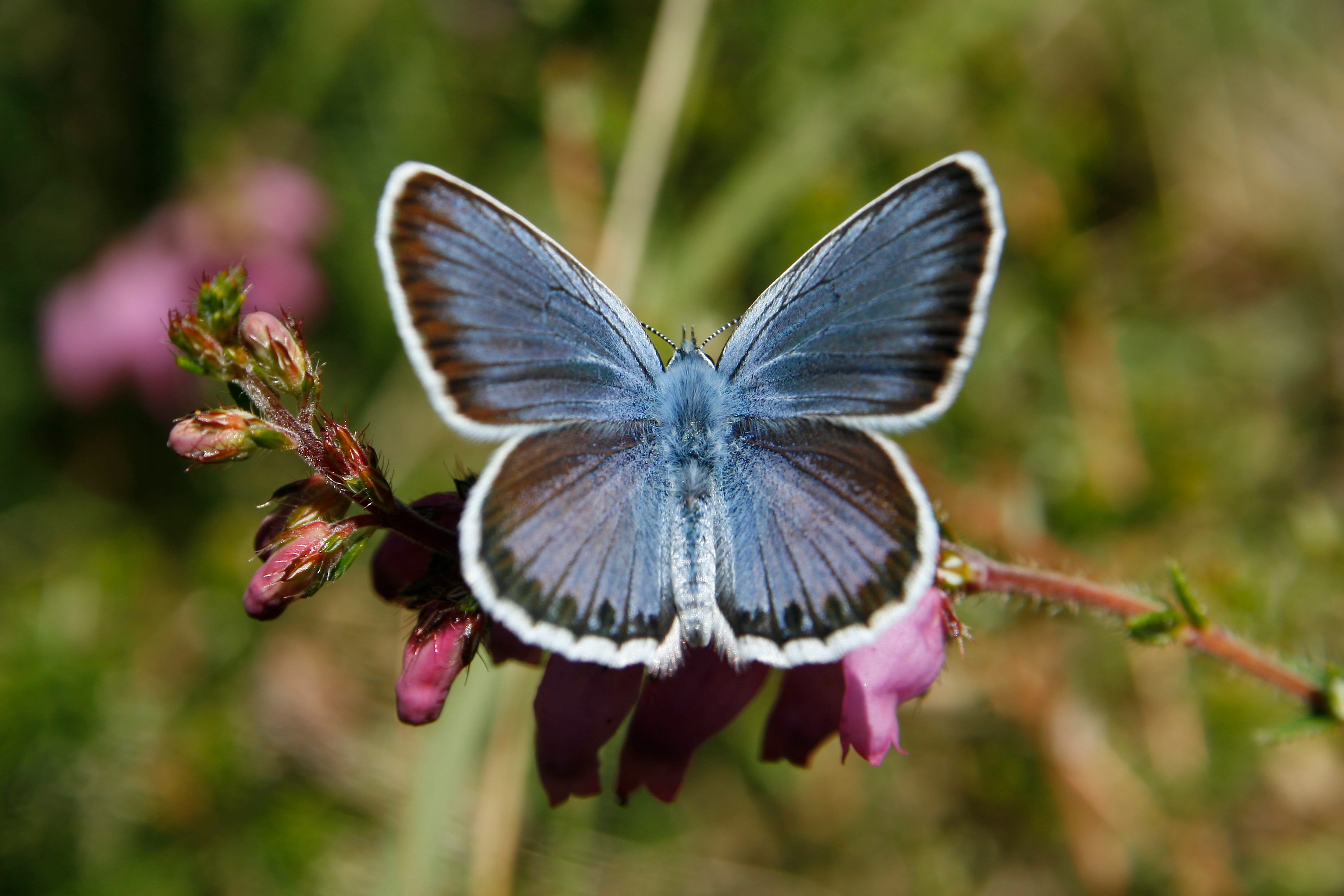 Plebejus argus