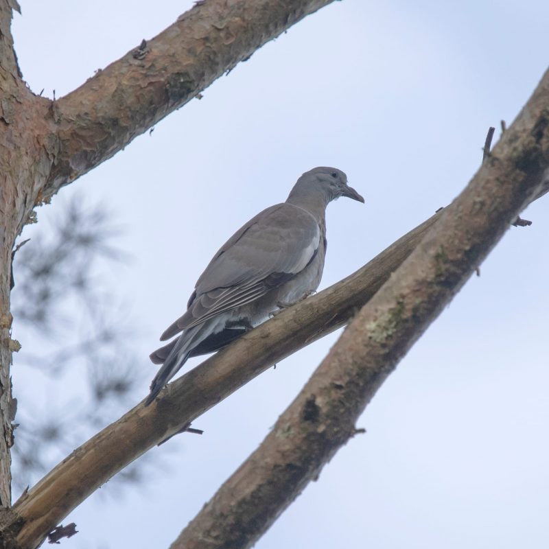 Columba palumbus