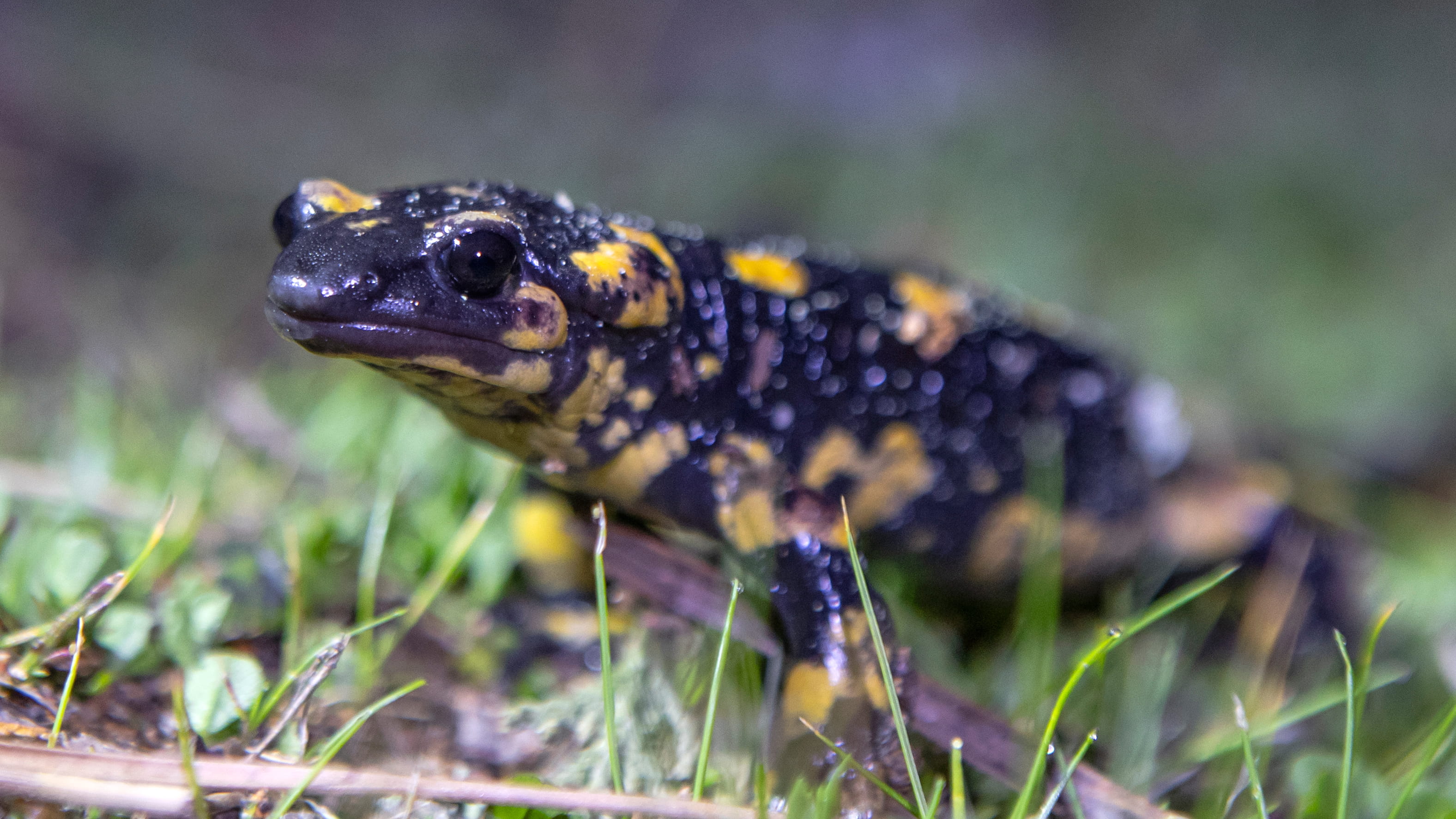 Salamandra salamandra