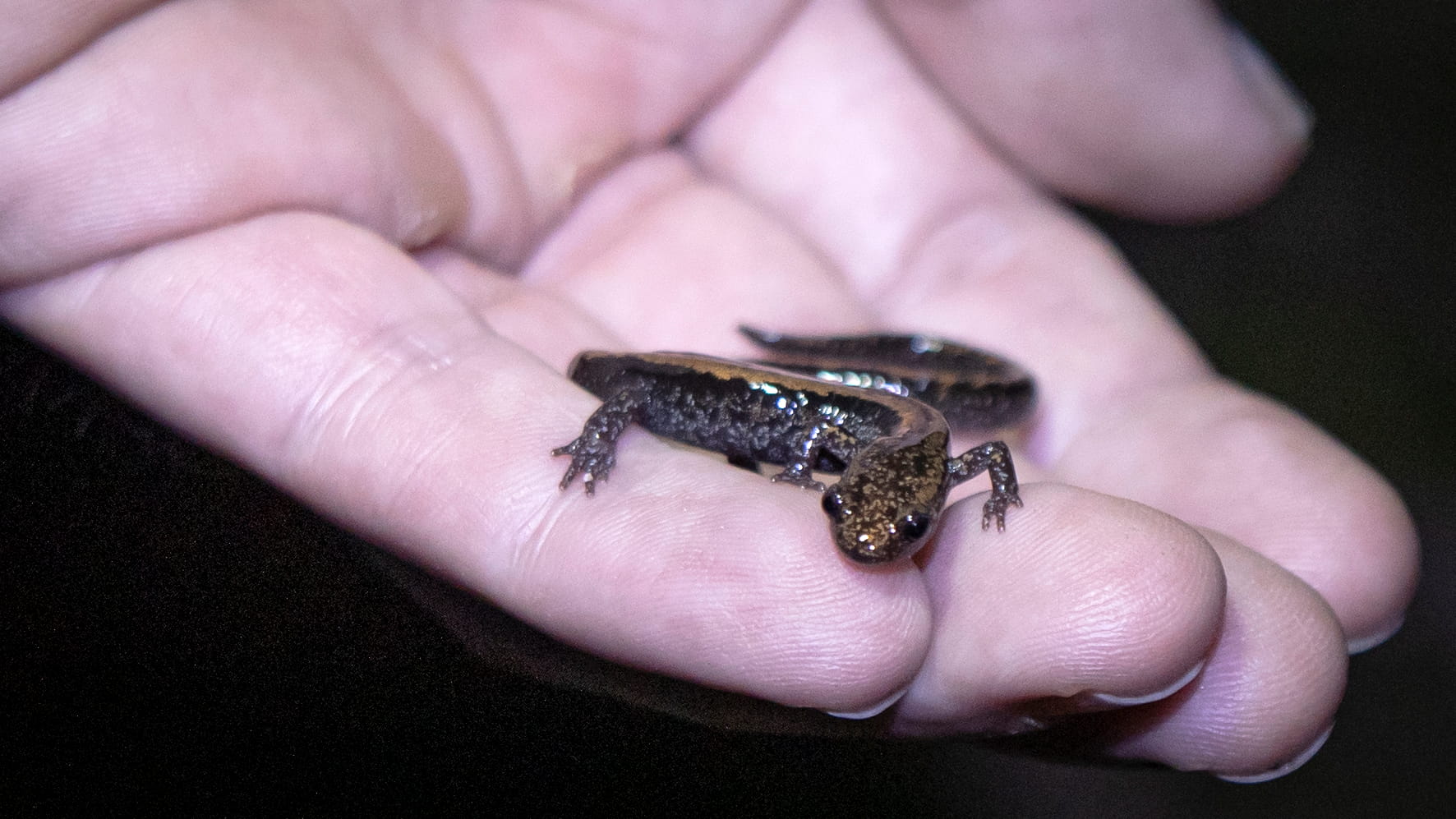 Salamandra-lusitânica  ©Avelino Vieira