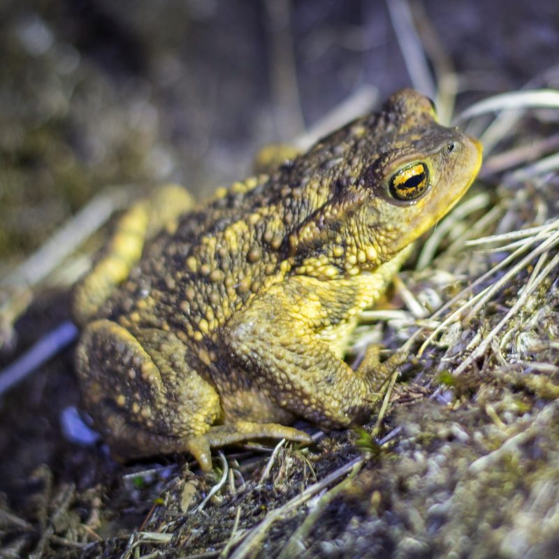 Bufo spinosus