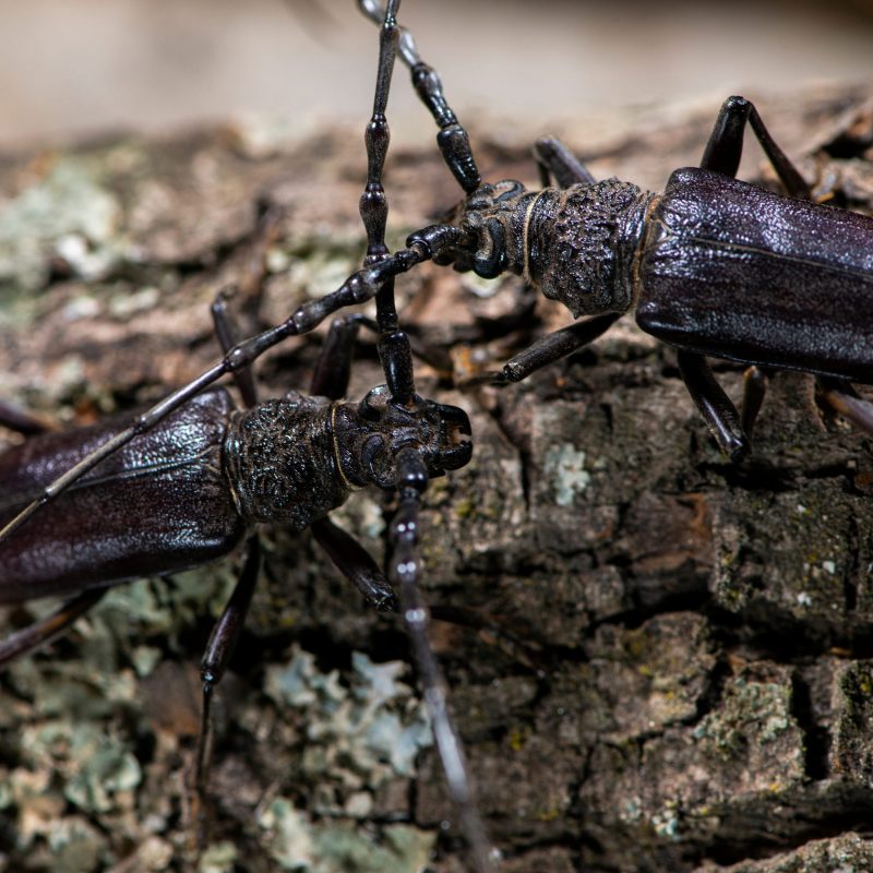 Cerambyx cerdo