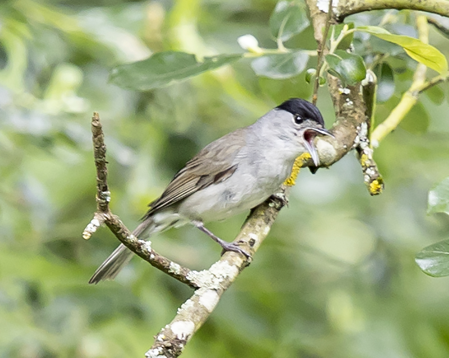 Sylvia melanocephala