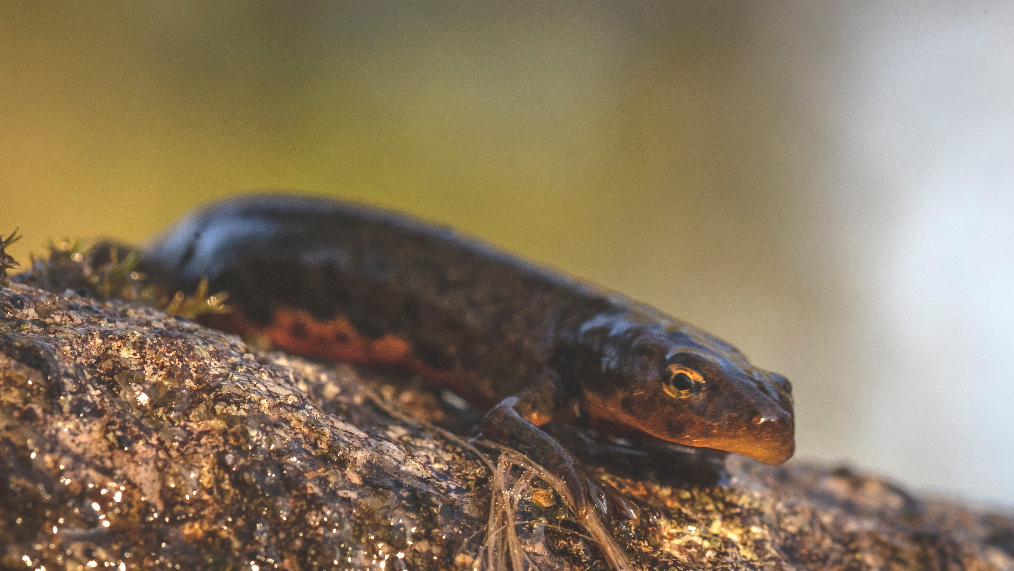 Lissotriton boscai