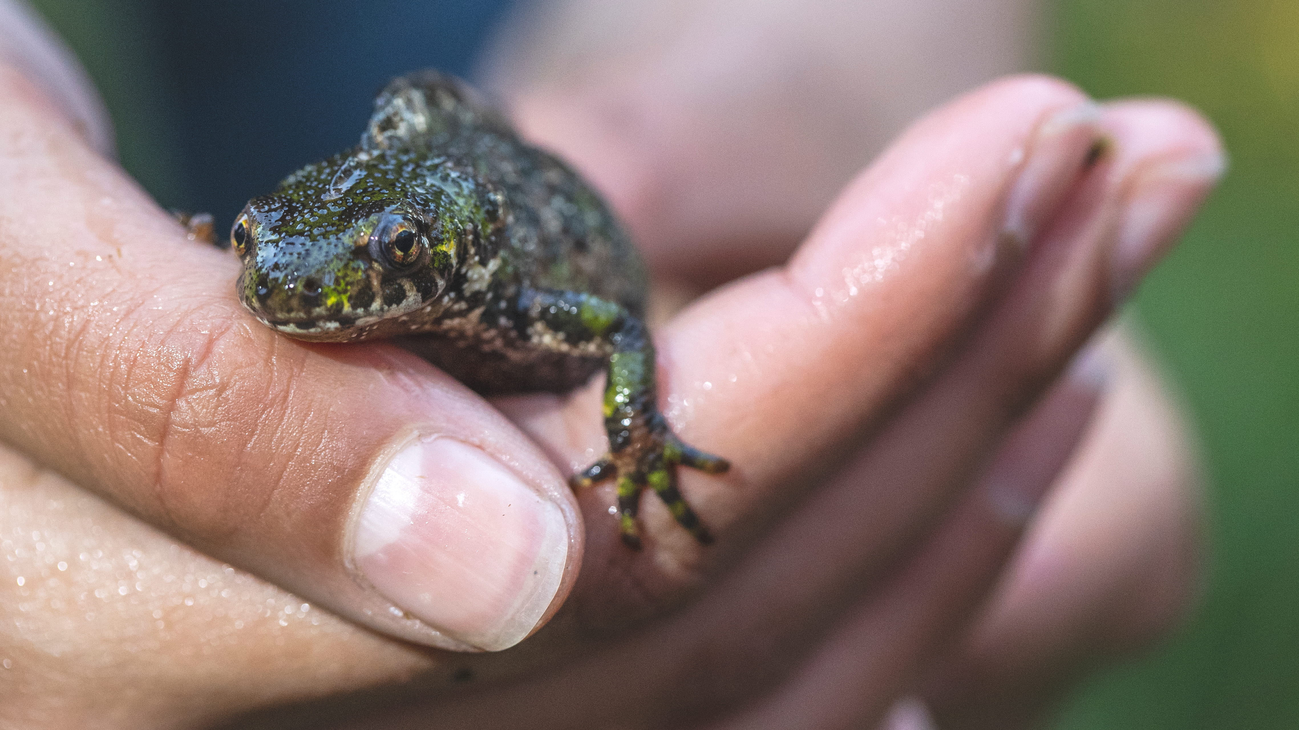 Triturus marmoratus