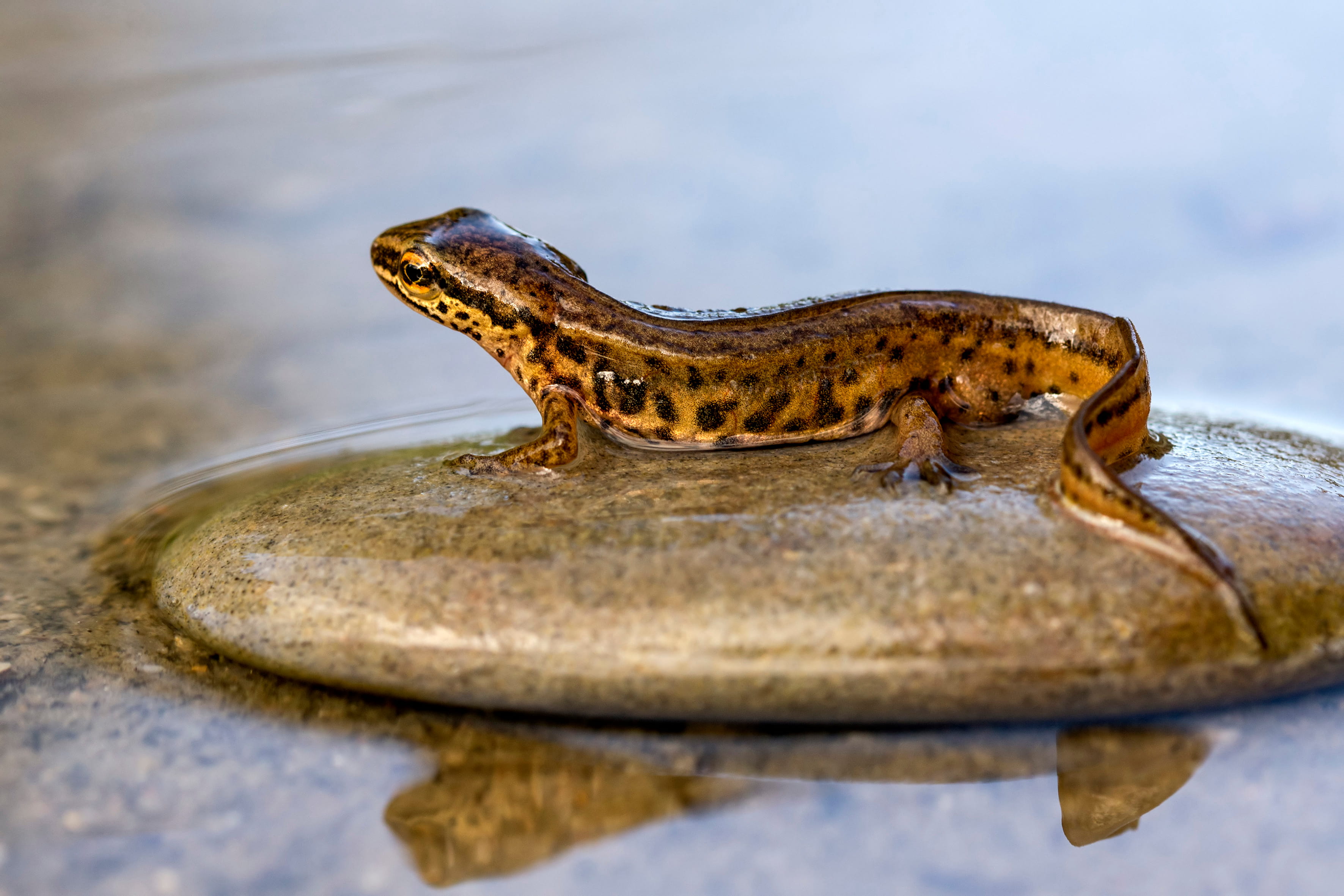 Triturus helveticus