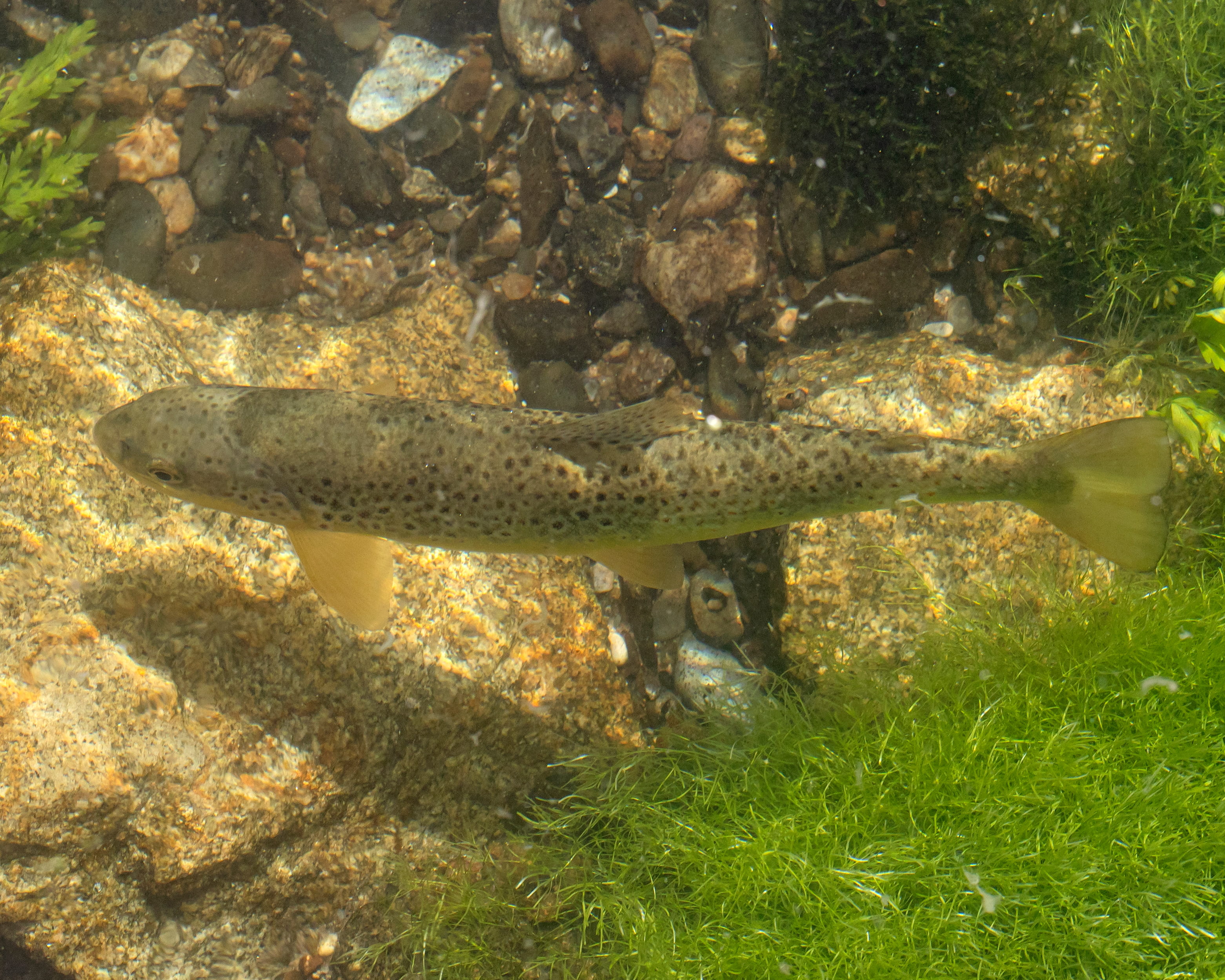 Salmo trutta