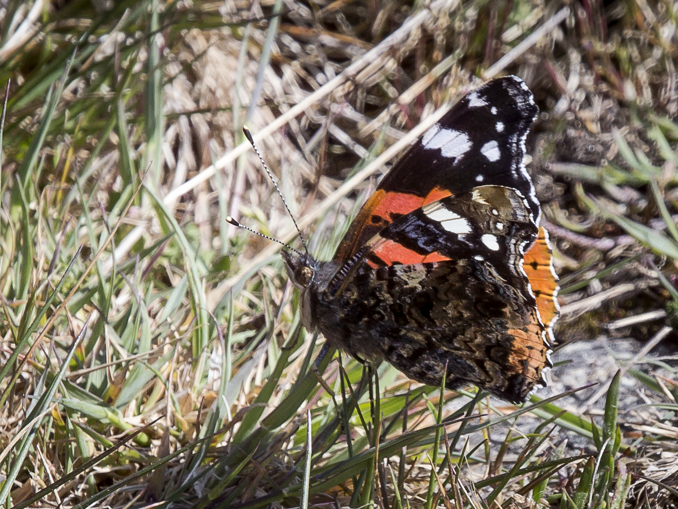 Vanessa atalanta