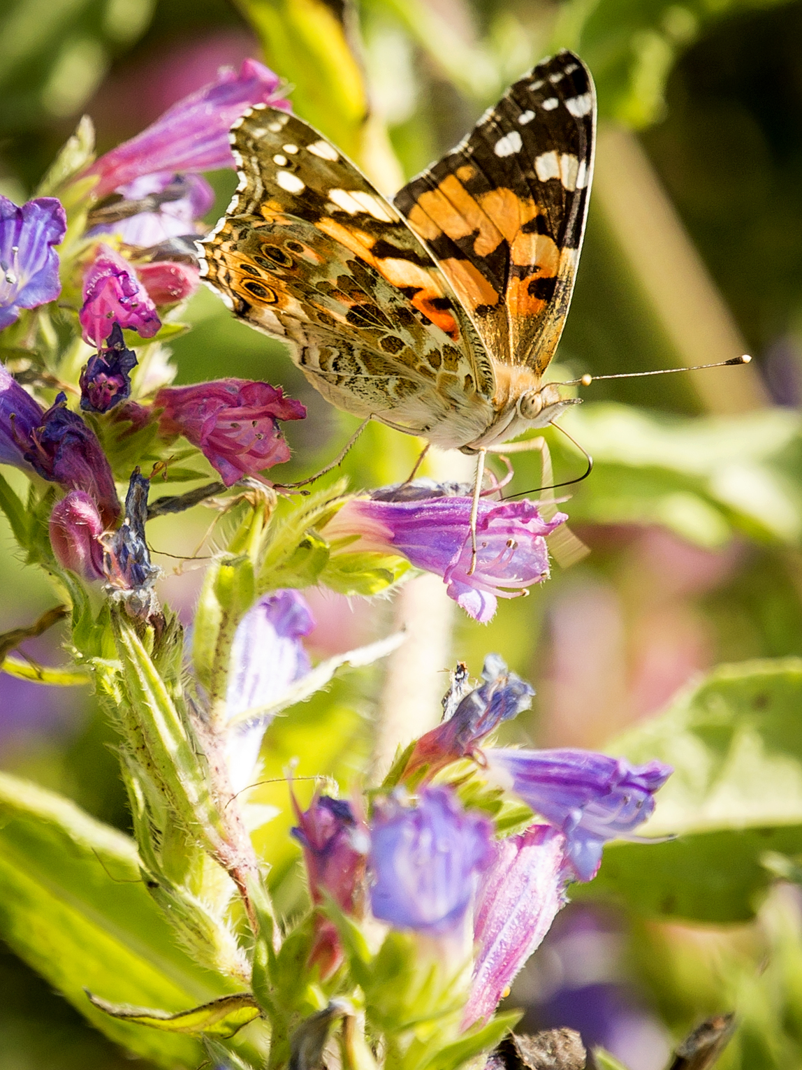 Vanessa cardui