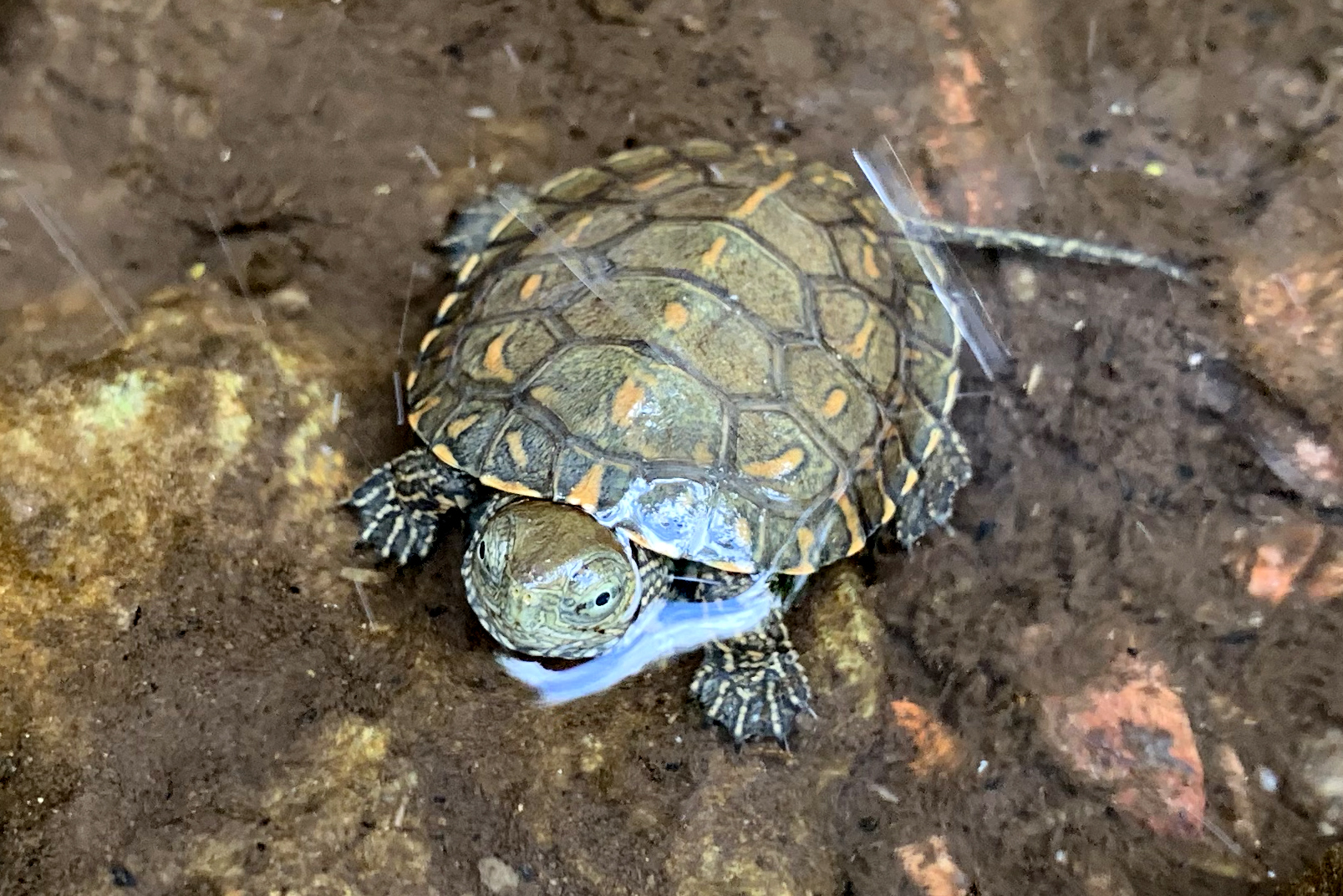 Mauremys leprosa