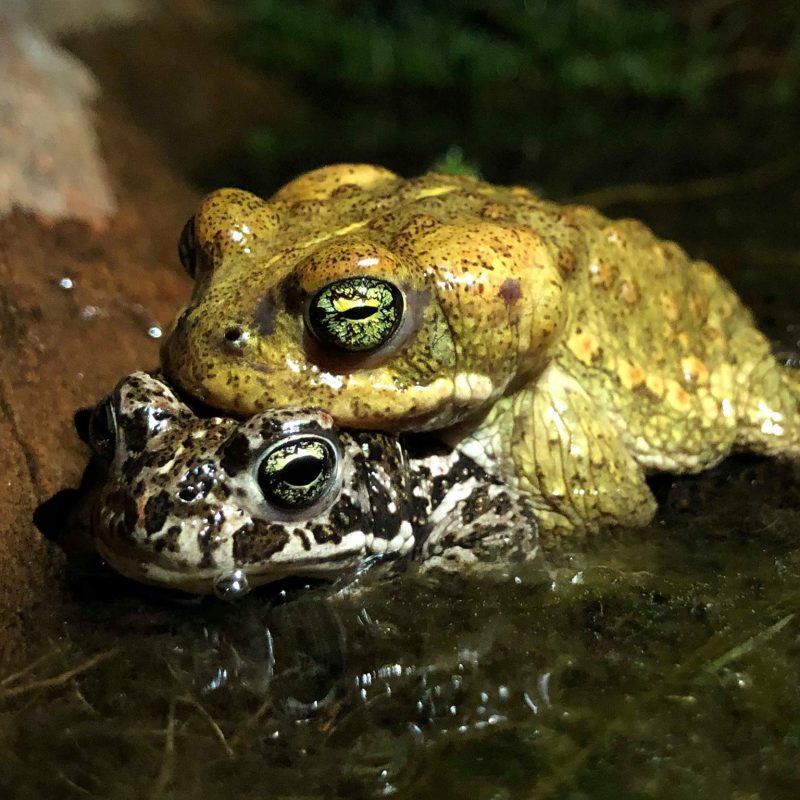 Bufo calamita