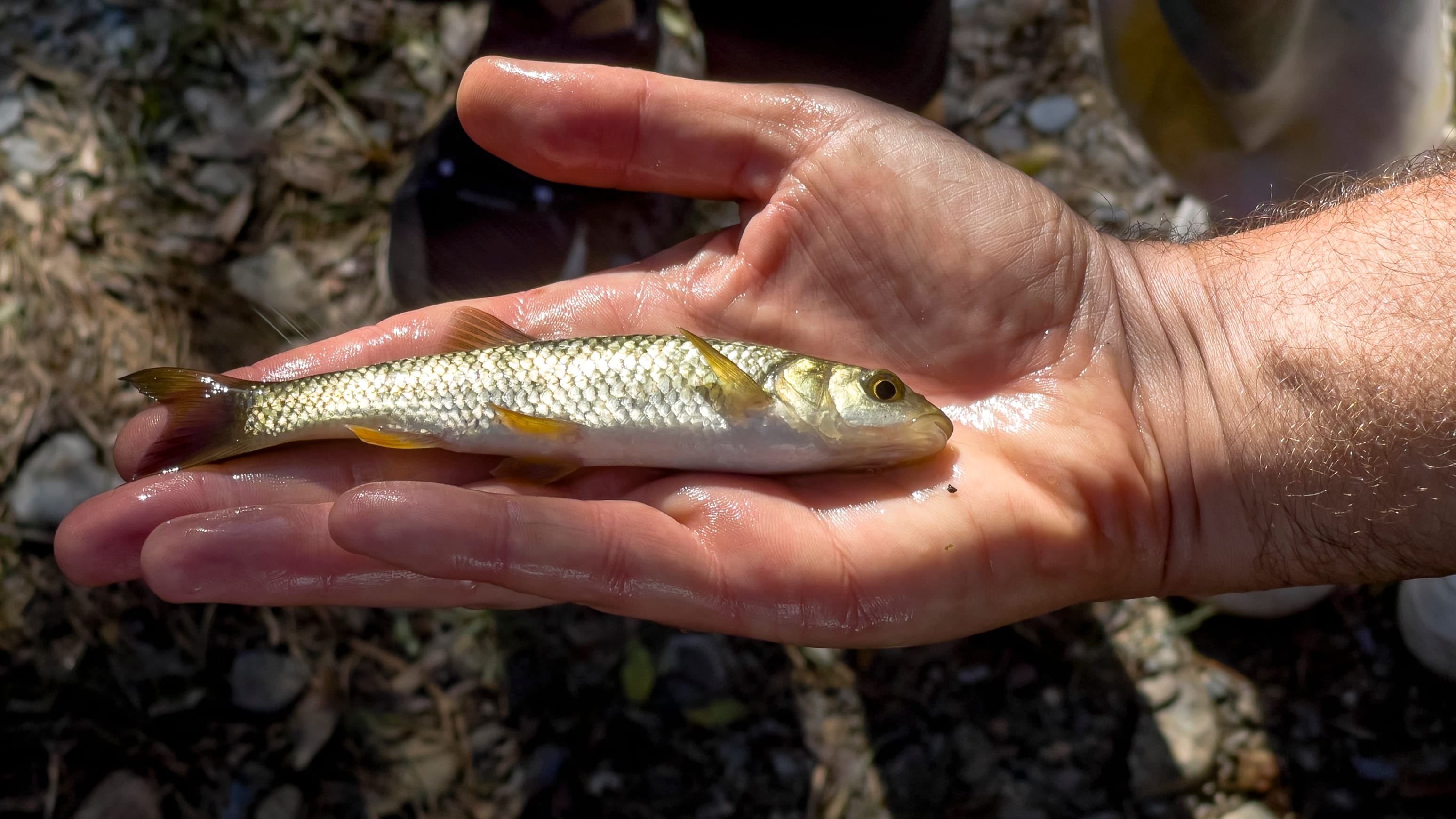 Squalius carolitertii