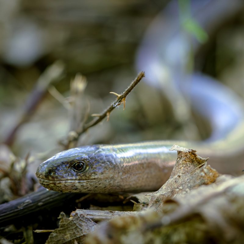 Anguis fragilis