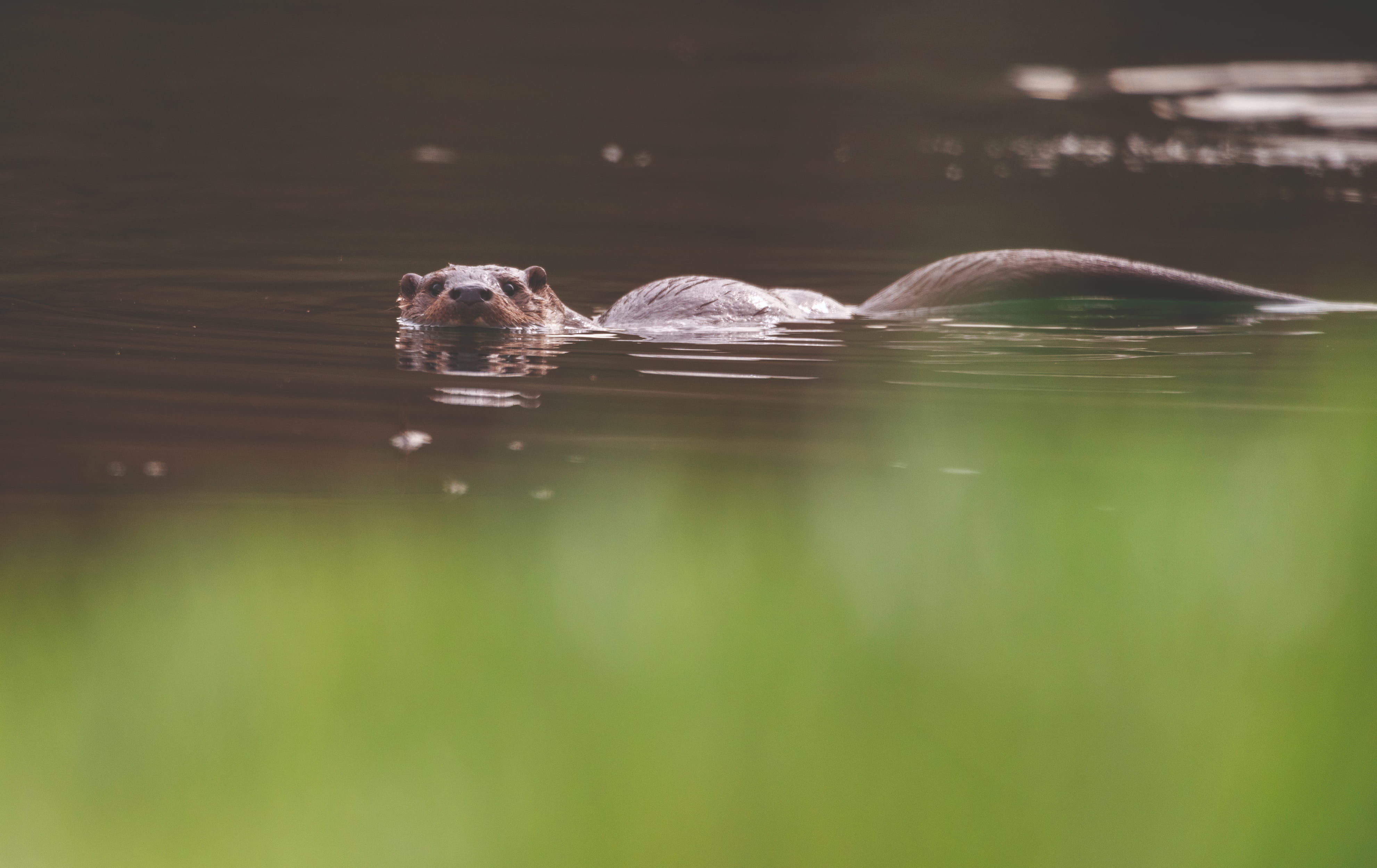 Lontra  © João Cosme