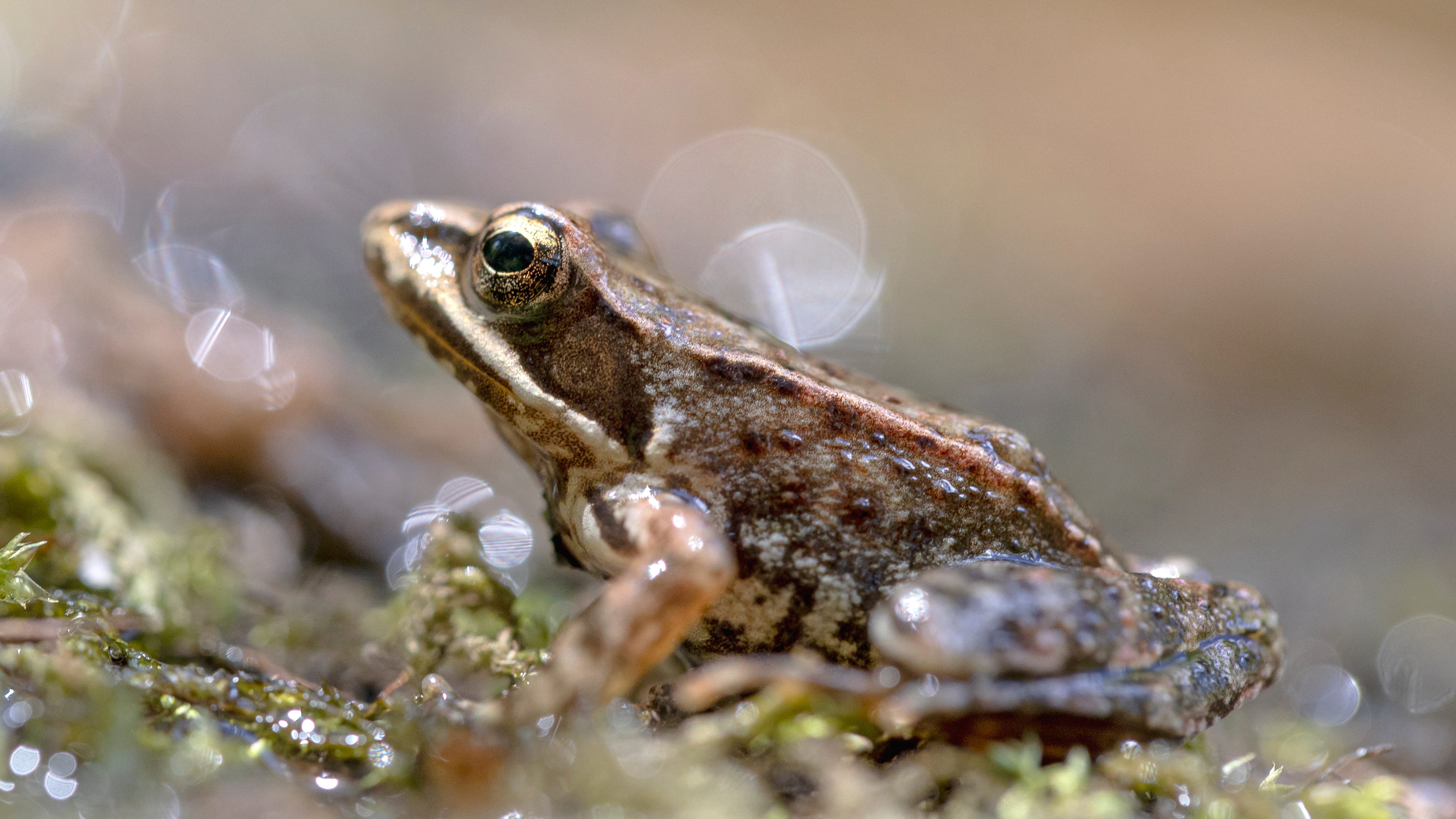 Rana iberica