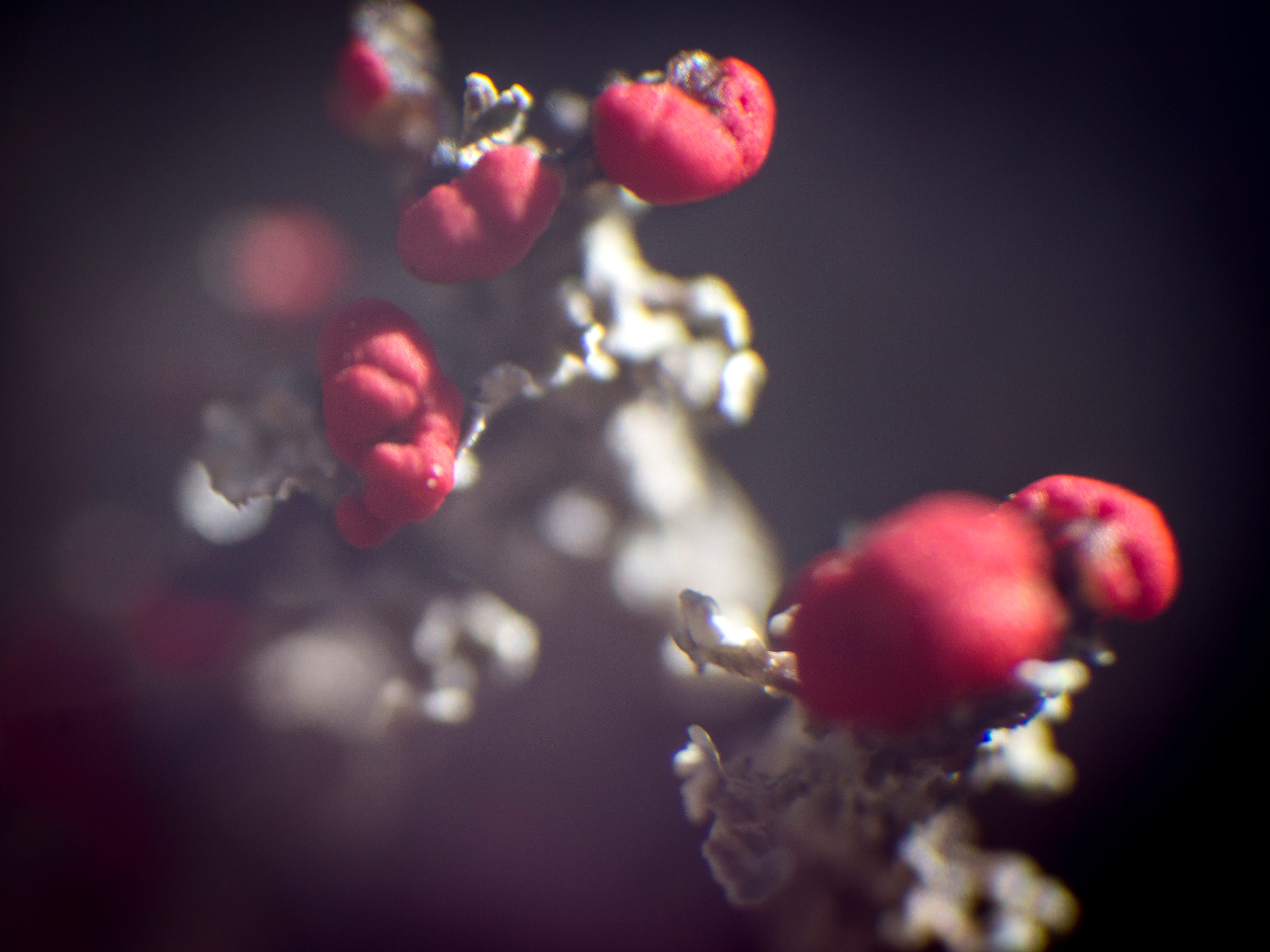 Cladonia floerkeana  © Avelino Vieira