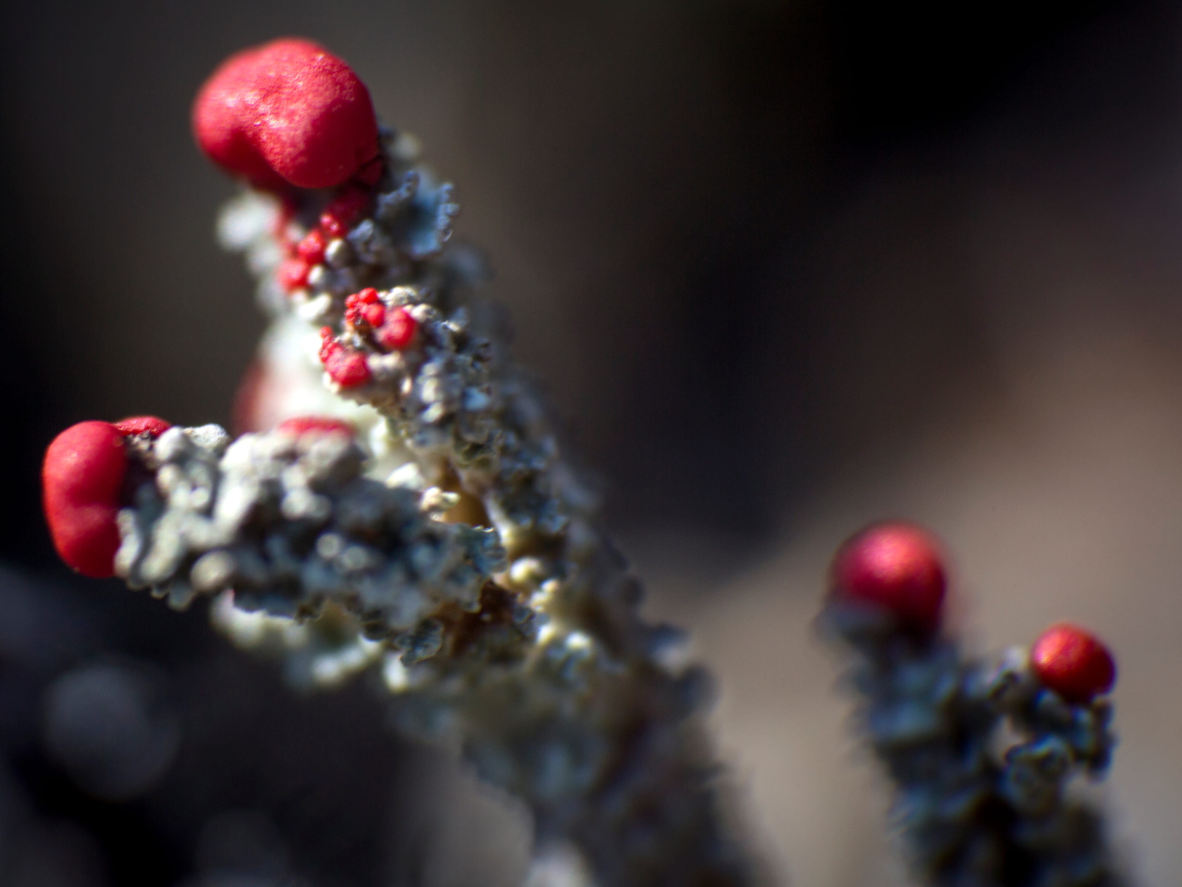 Cladonia floerkeana  © Avelino Vieira