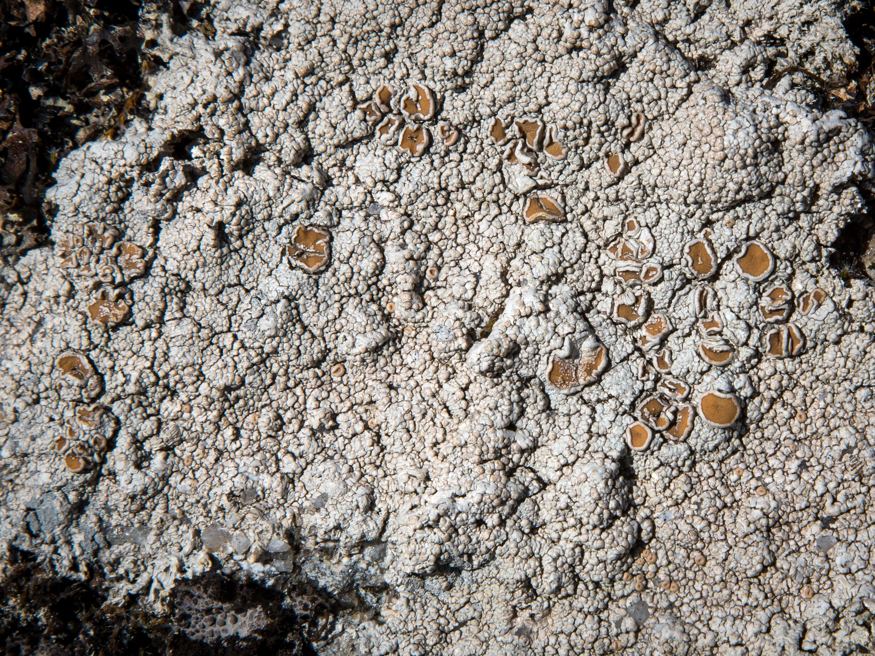 Ochrolechia Parella  © Avelino Vieira