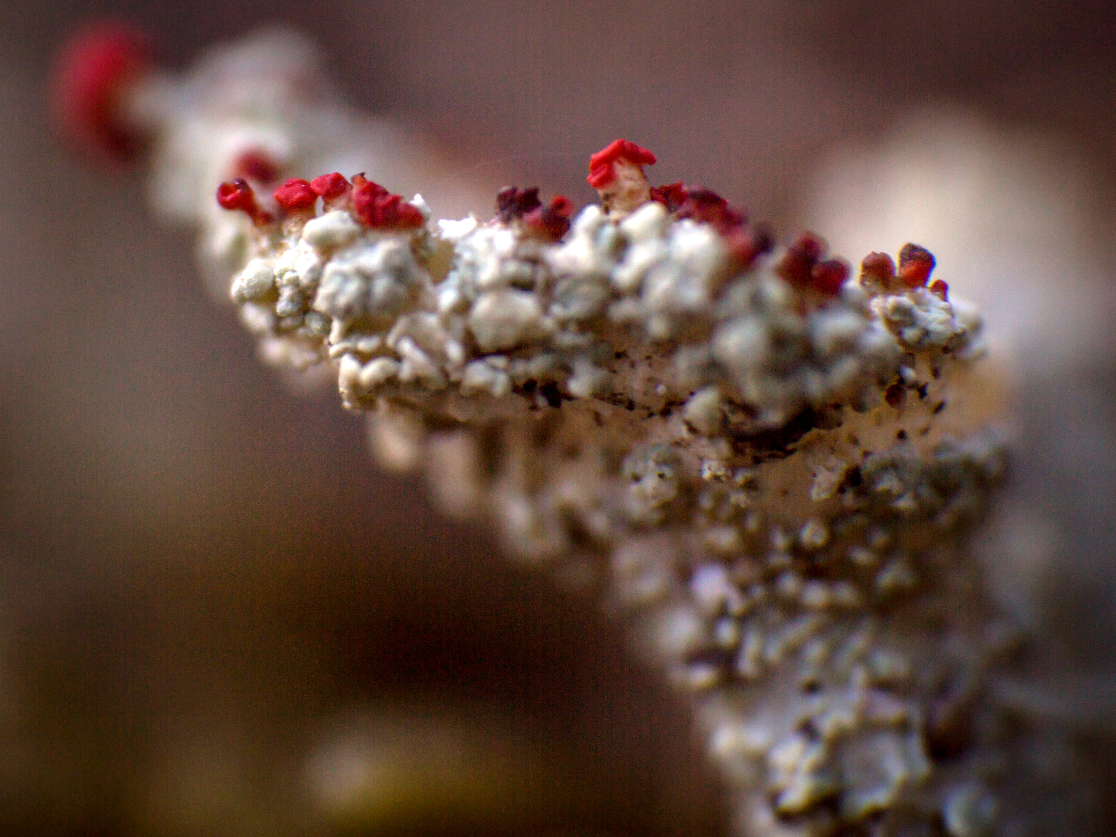 Cladonia floerkeana  © Avelino Vieira