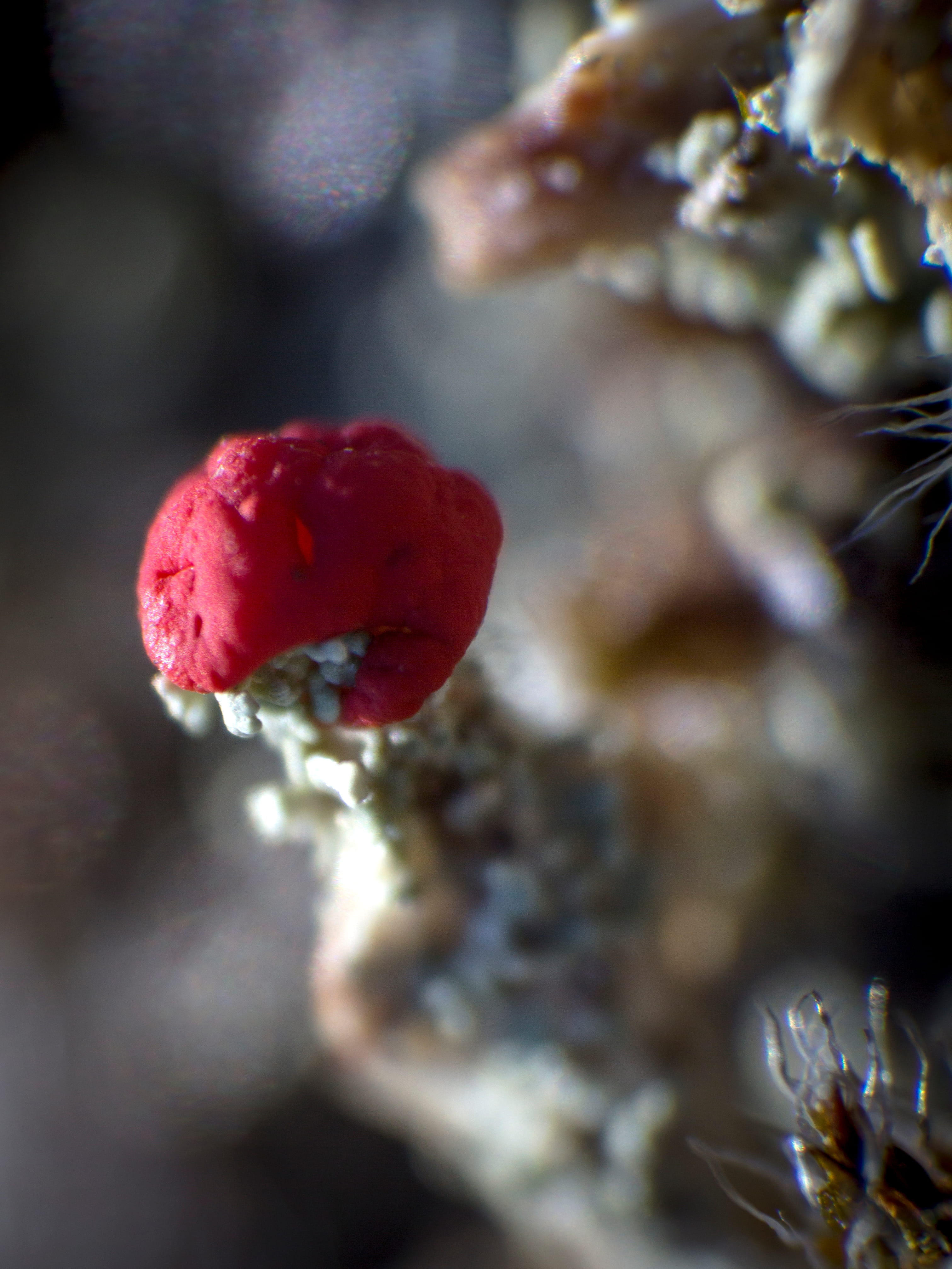 Cladonia floerkeana  © Avelino Vieira