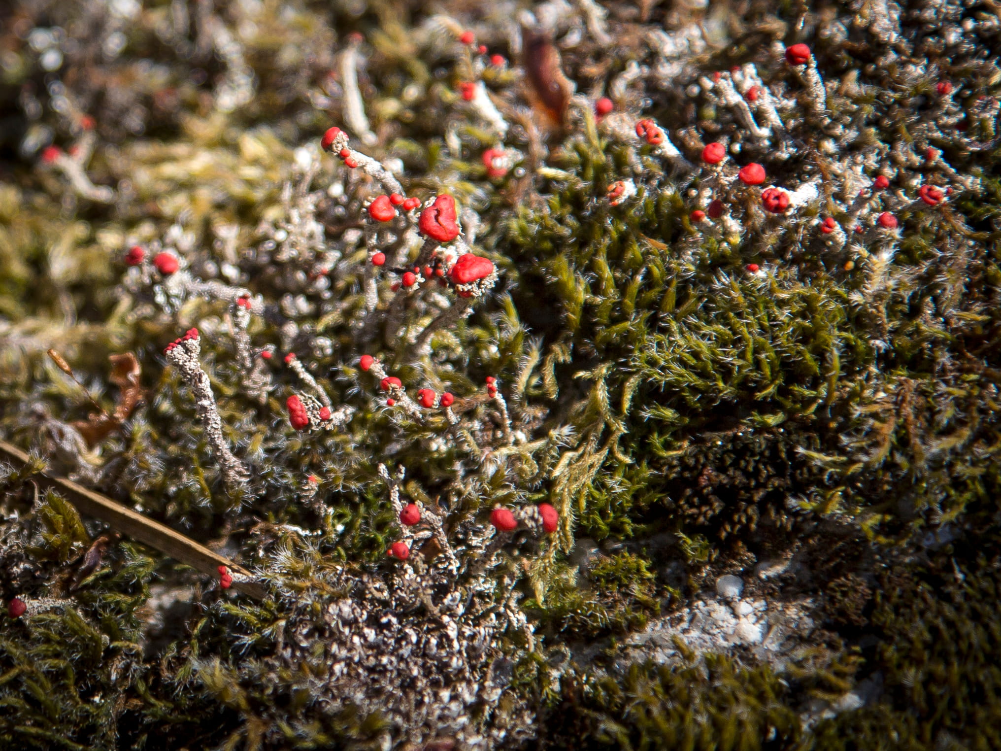 Cladonia floerkeana  © Avelino Vieira