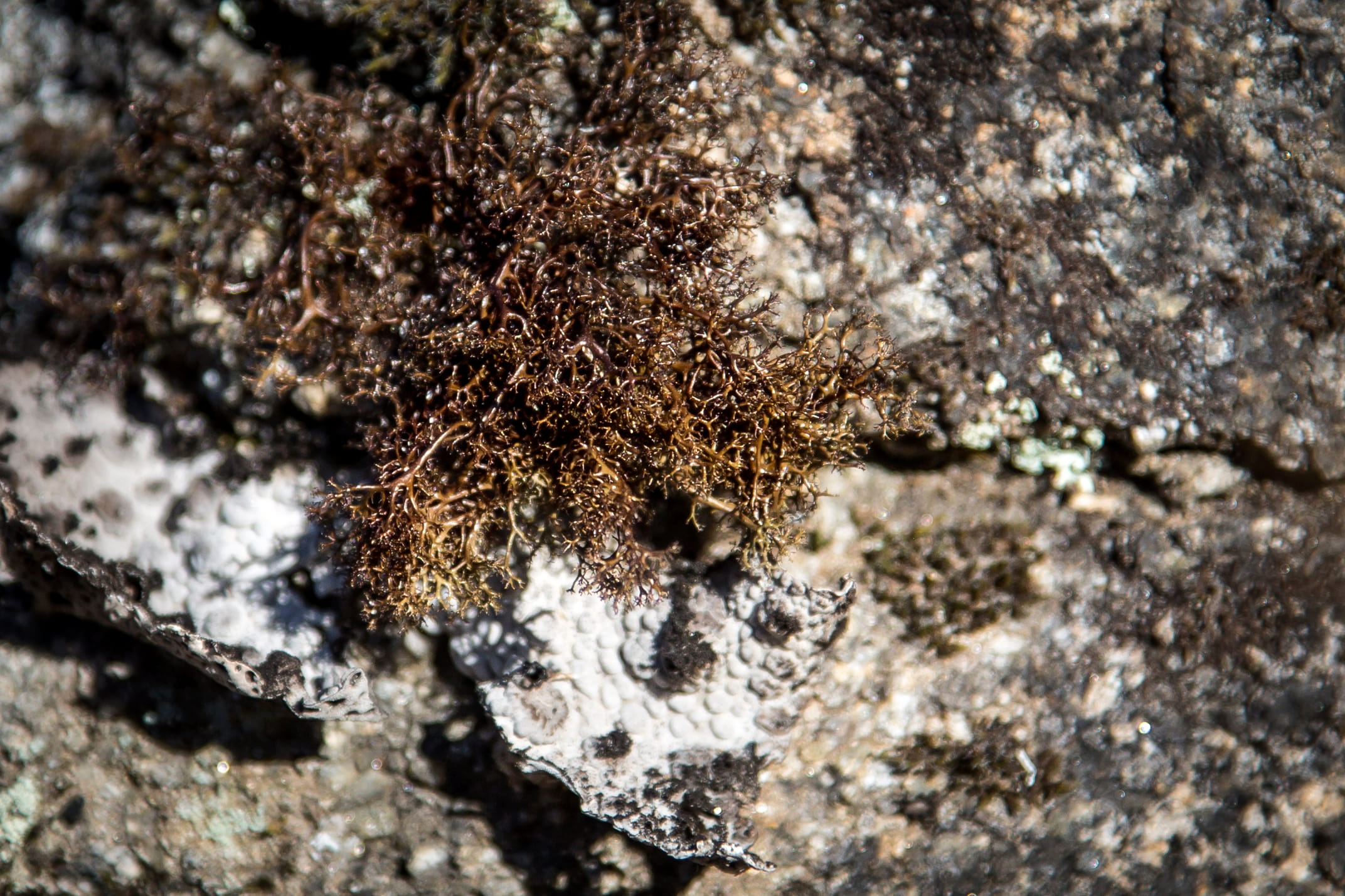 Cetraria Aculeata  © Avelino Vieira