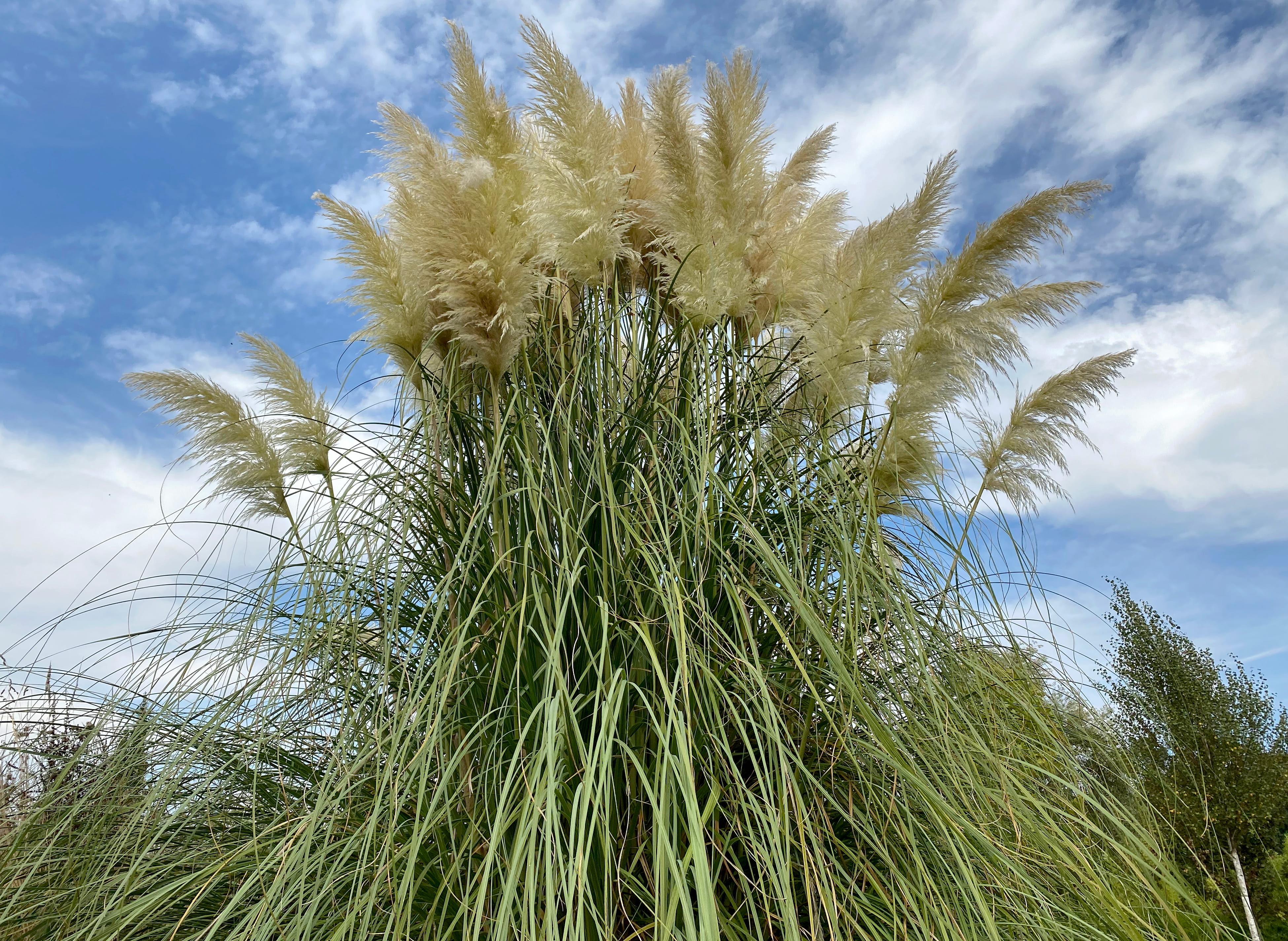 Erva-das-pampas    © Avelino Vieira