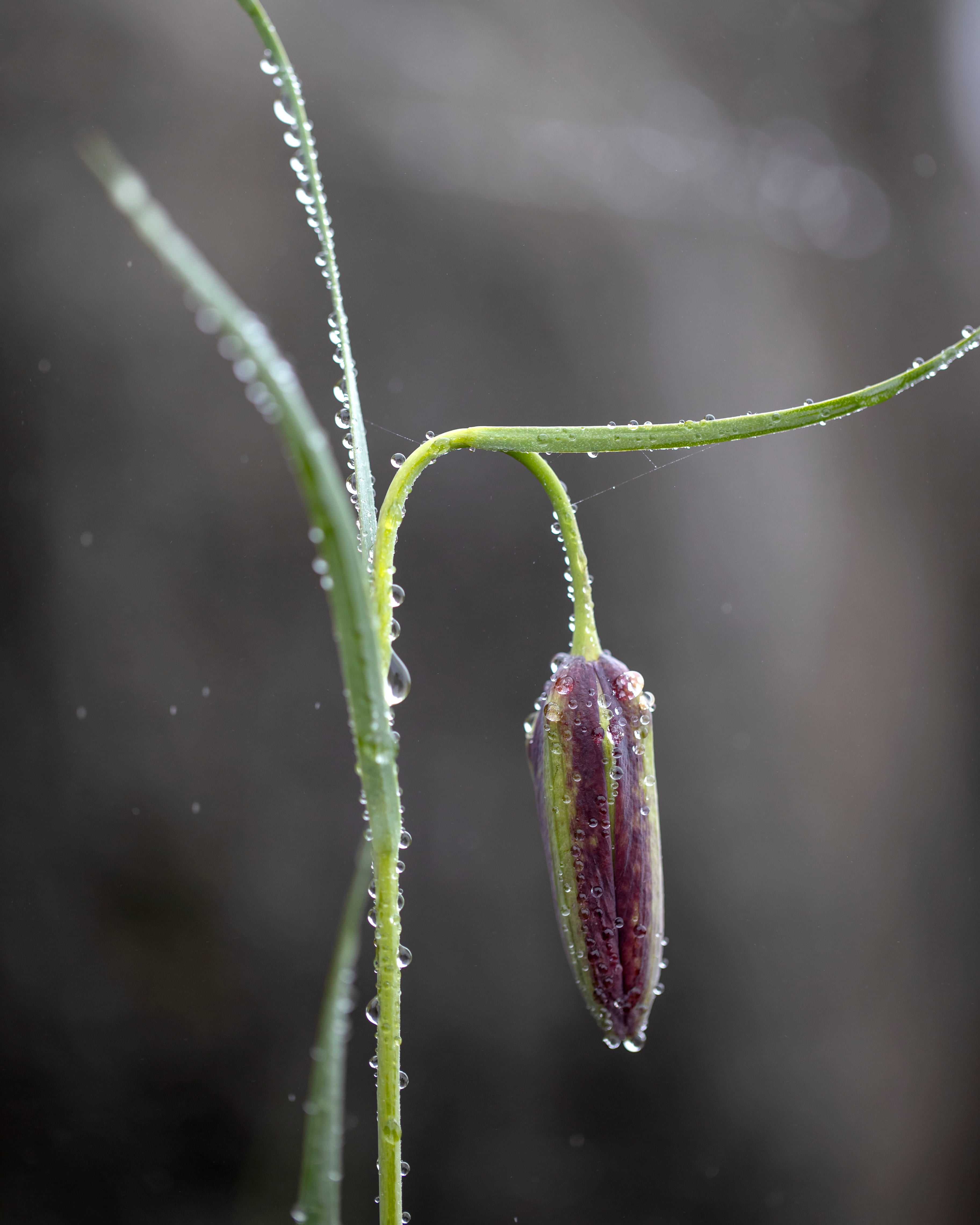 Fritilária  © Avelino Vieira