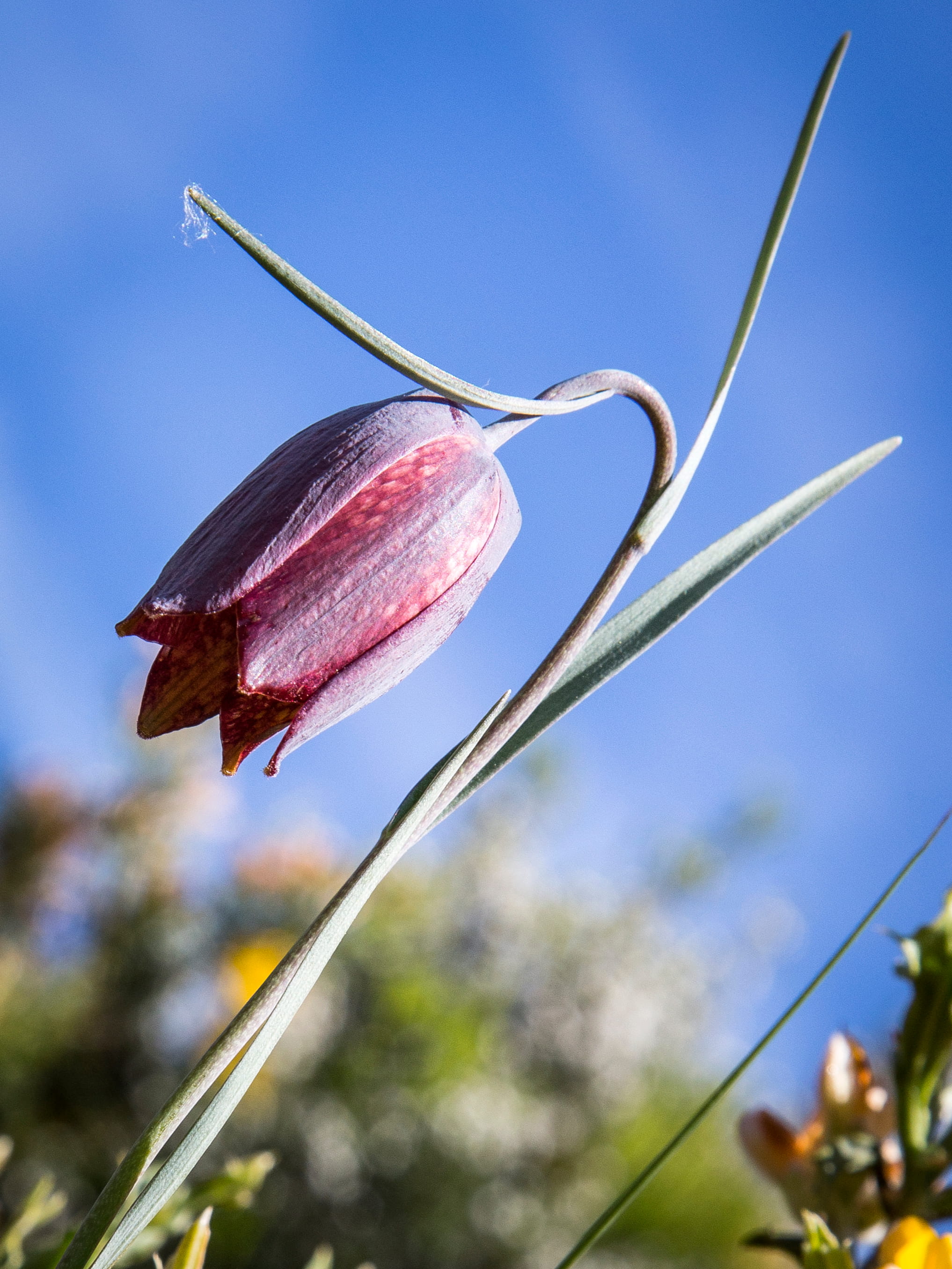 Fritilária  © Avelino Vieira