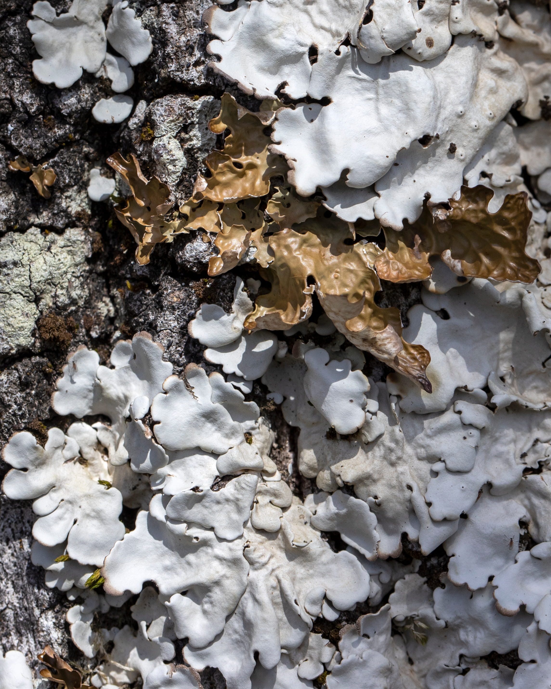 Lobaria amplissima  © Avelino Vieira