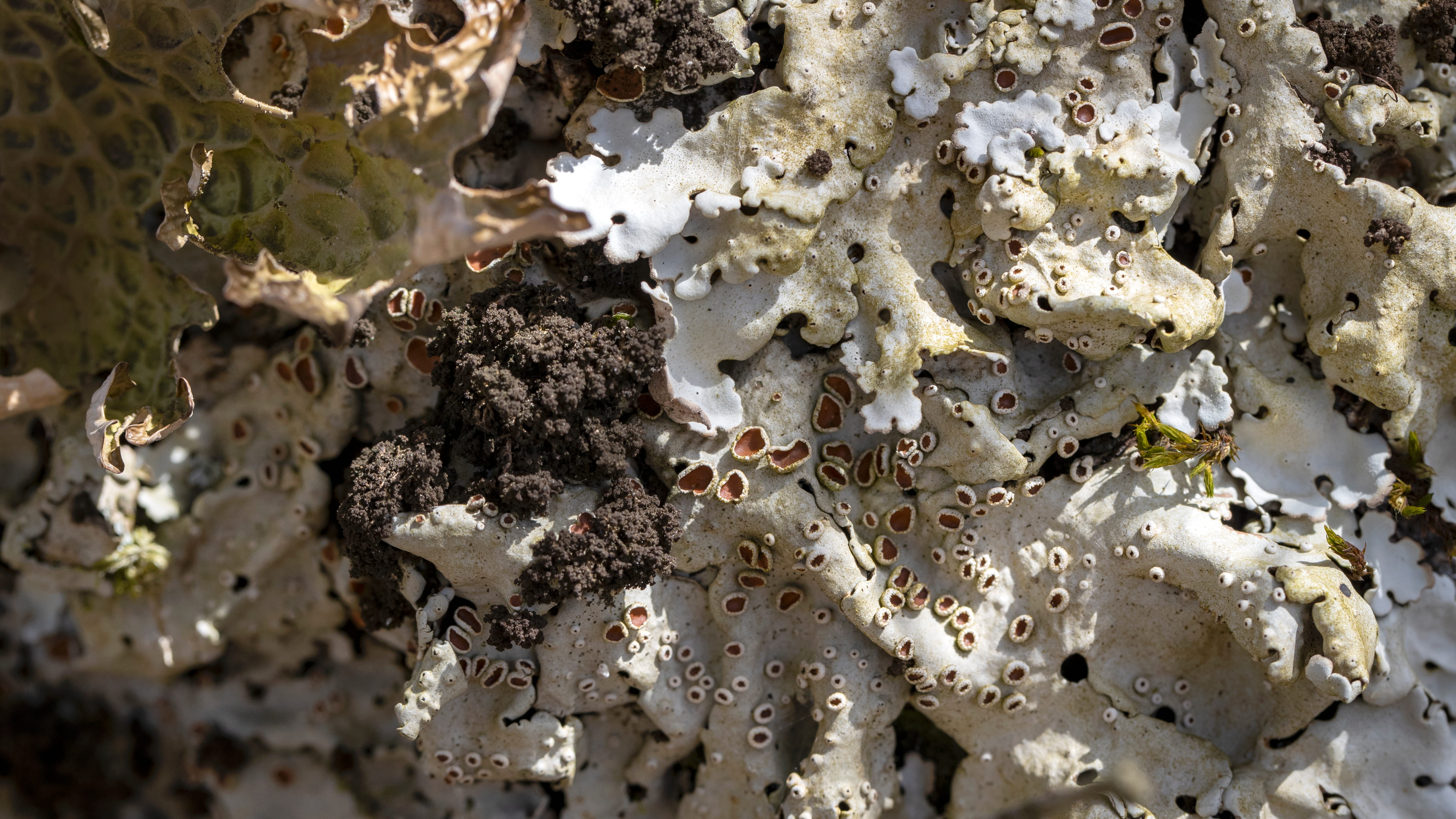 Lobaria amplissima  © Avelino Vieira