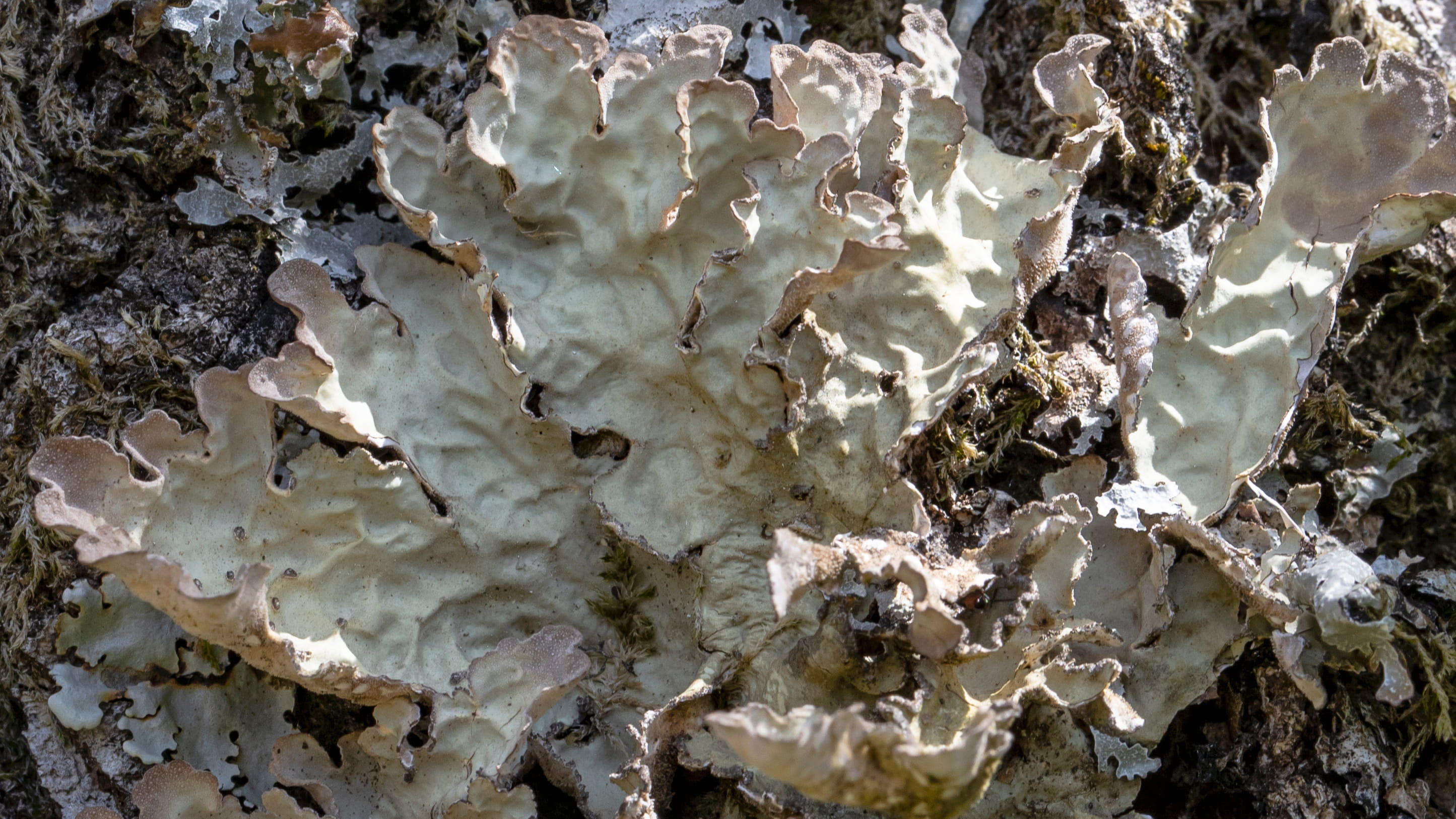 Lobaria scrobiculata  © Avelino Vieira