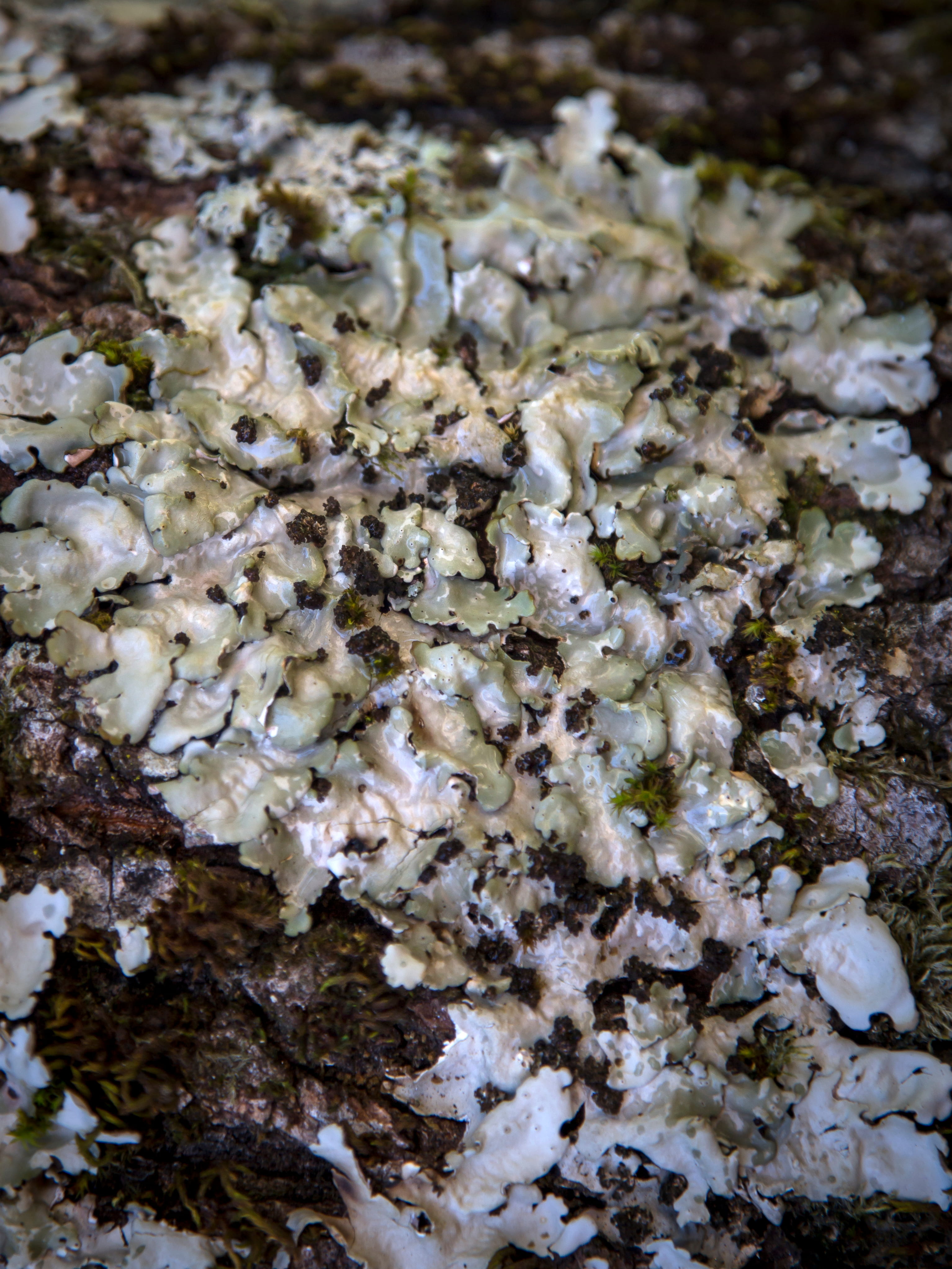 Lobaria amplissima  © Avelino Vieira