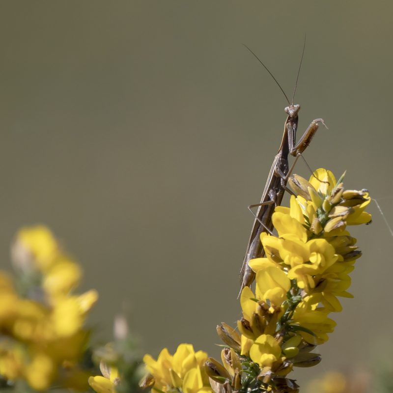 04 – À Descoberta da Biodiversidade da Serra da Freita