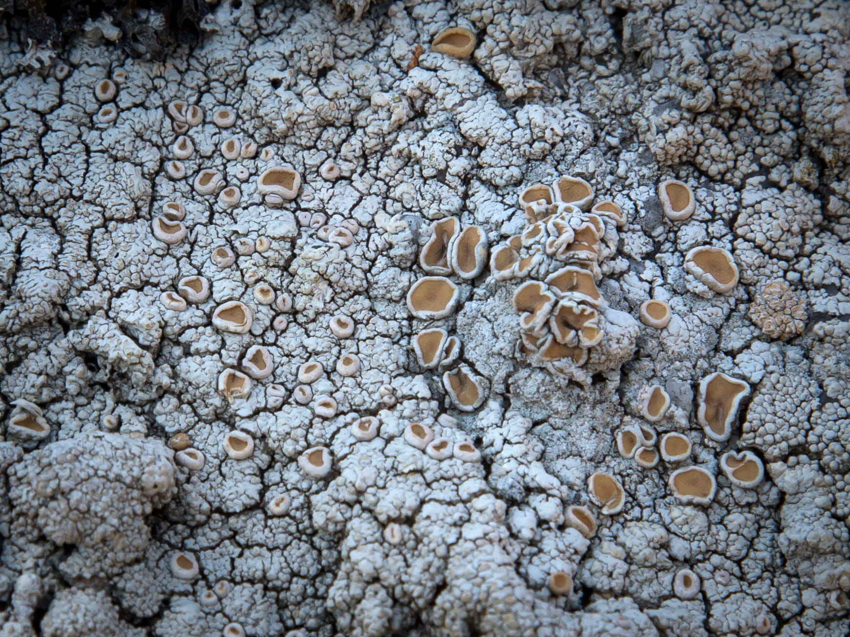 Ochrolechia Parella  © Avelino Vieira