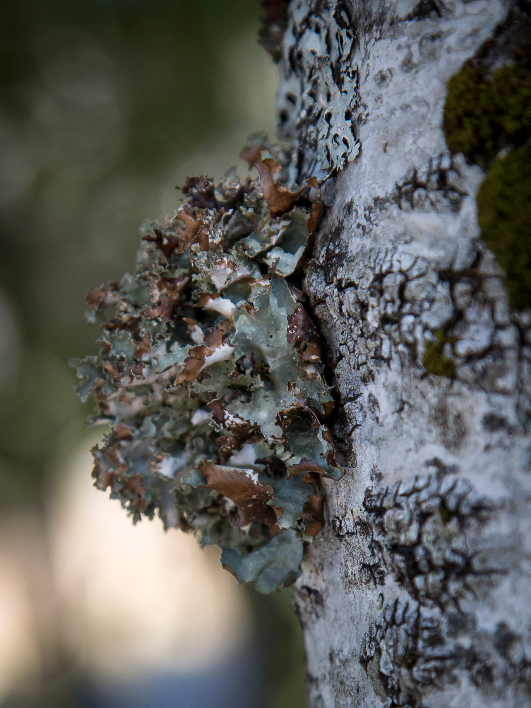 Platismatia glauca  © Avelino Vieira