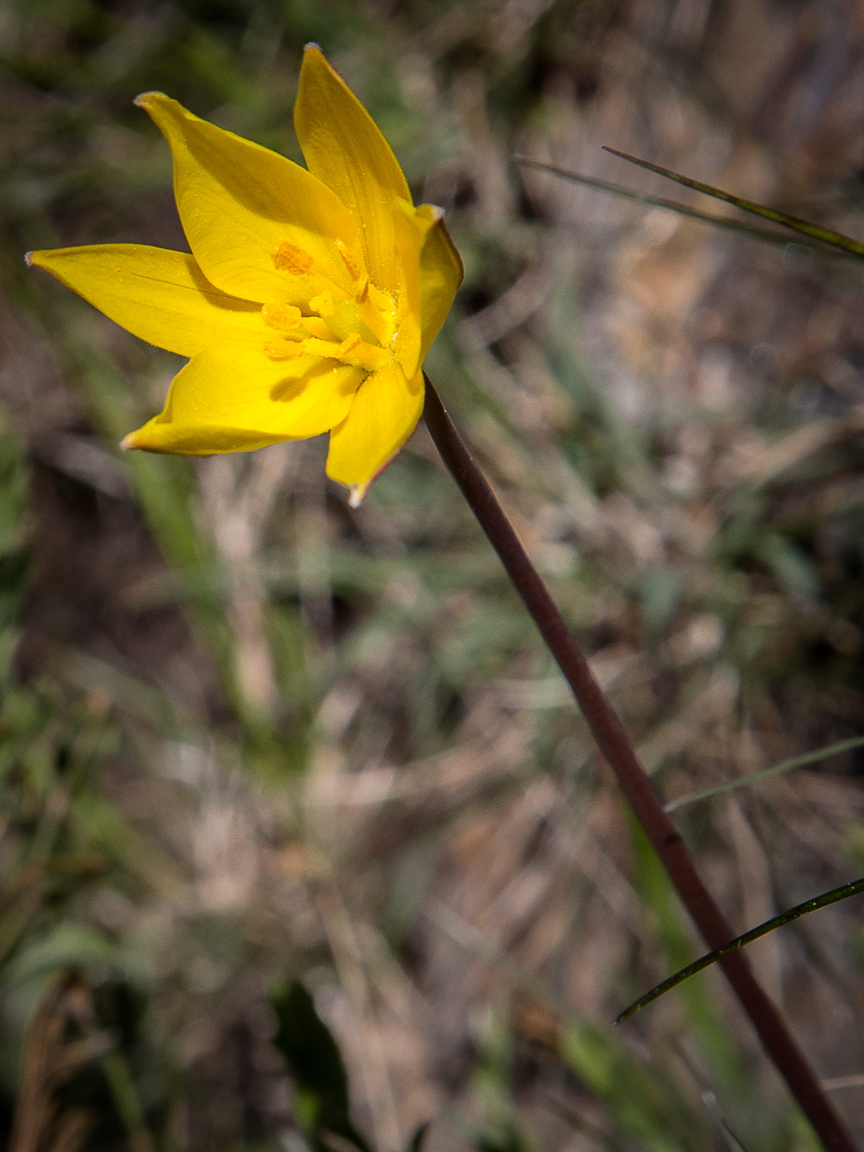 Tulipa-brava  ©Avelino Vieira