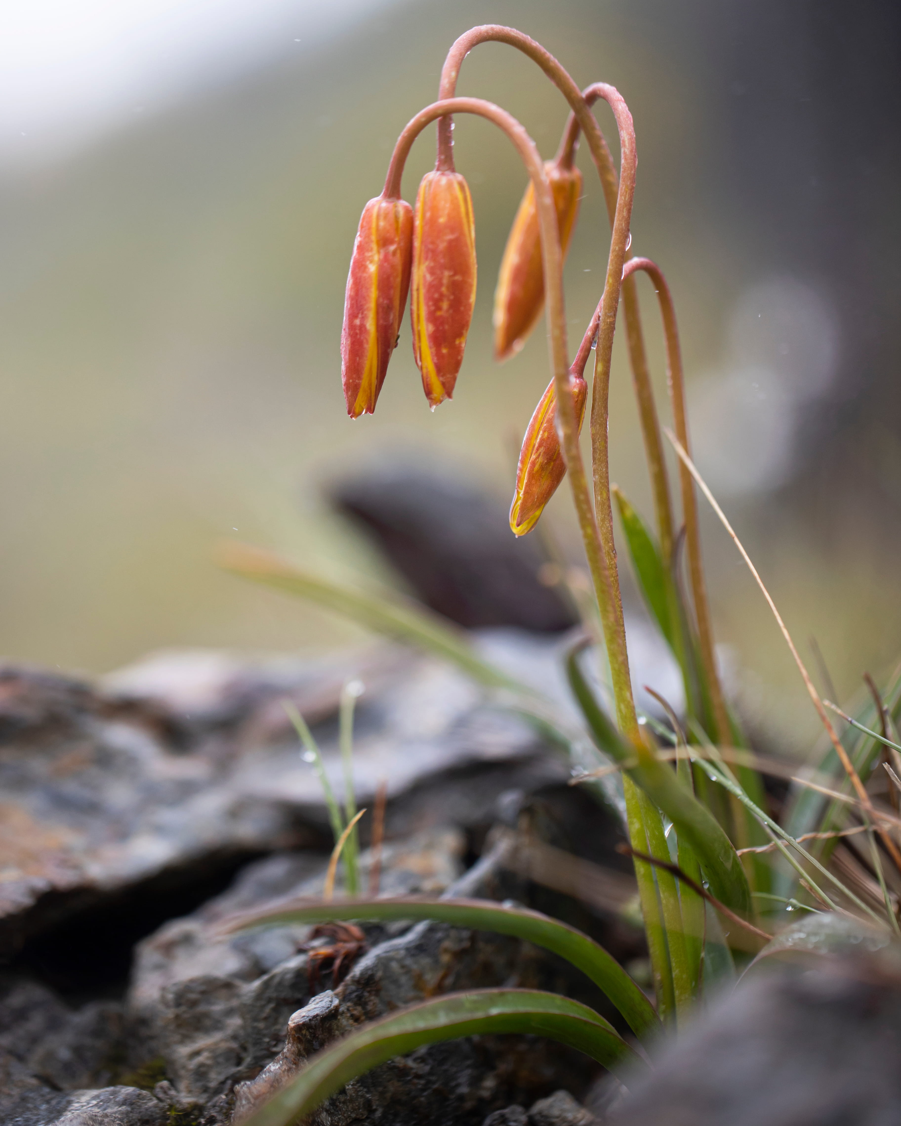 Tulipa-brava  ©Avelino Vieira