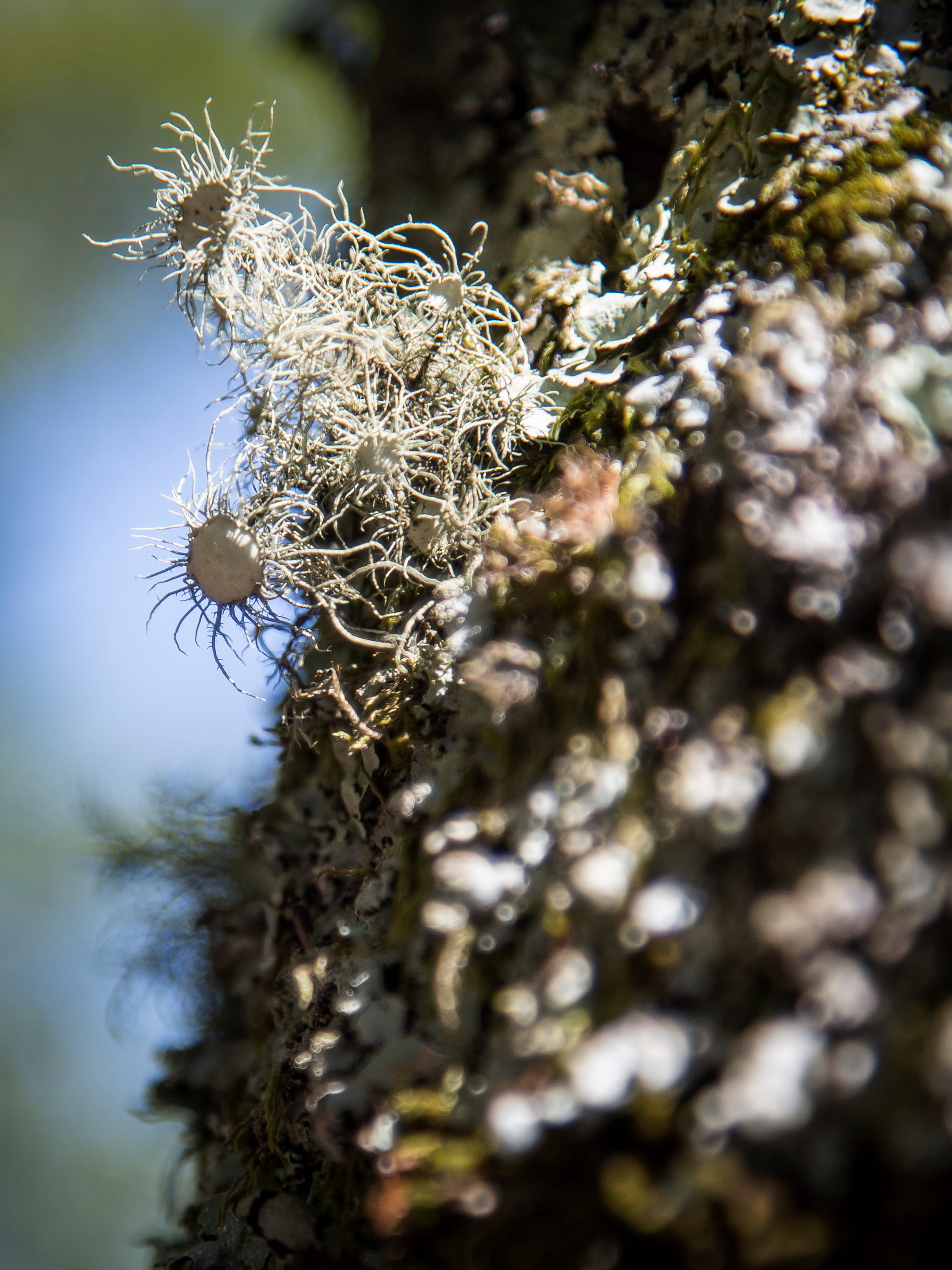 Usnea Florida  © Avelino Vieira