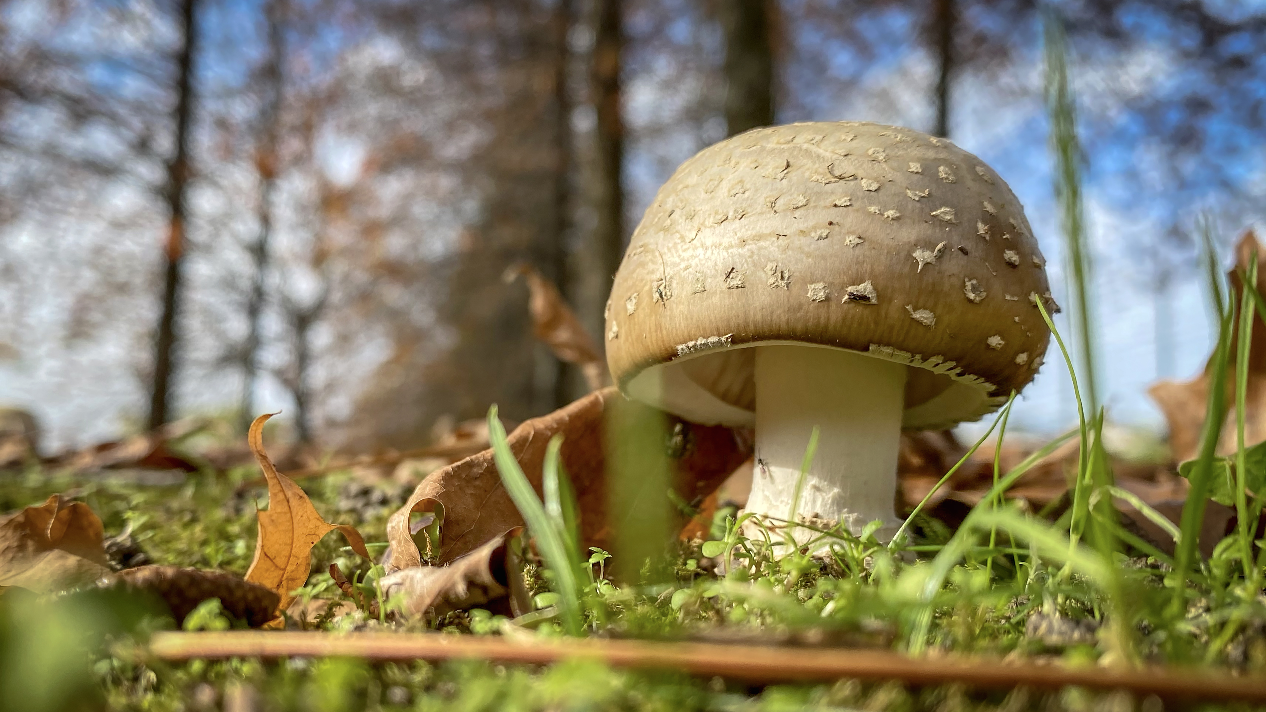 Amanita cf. excelsa