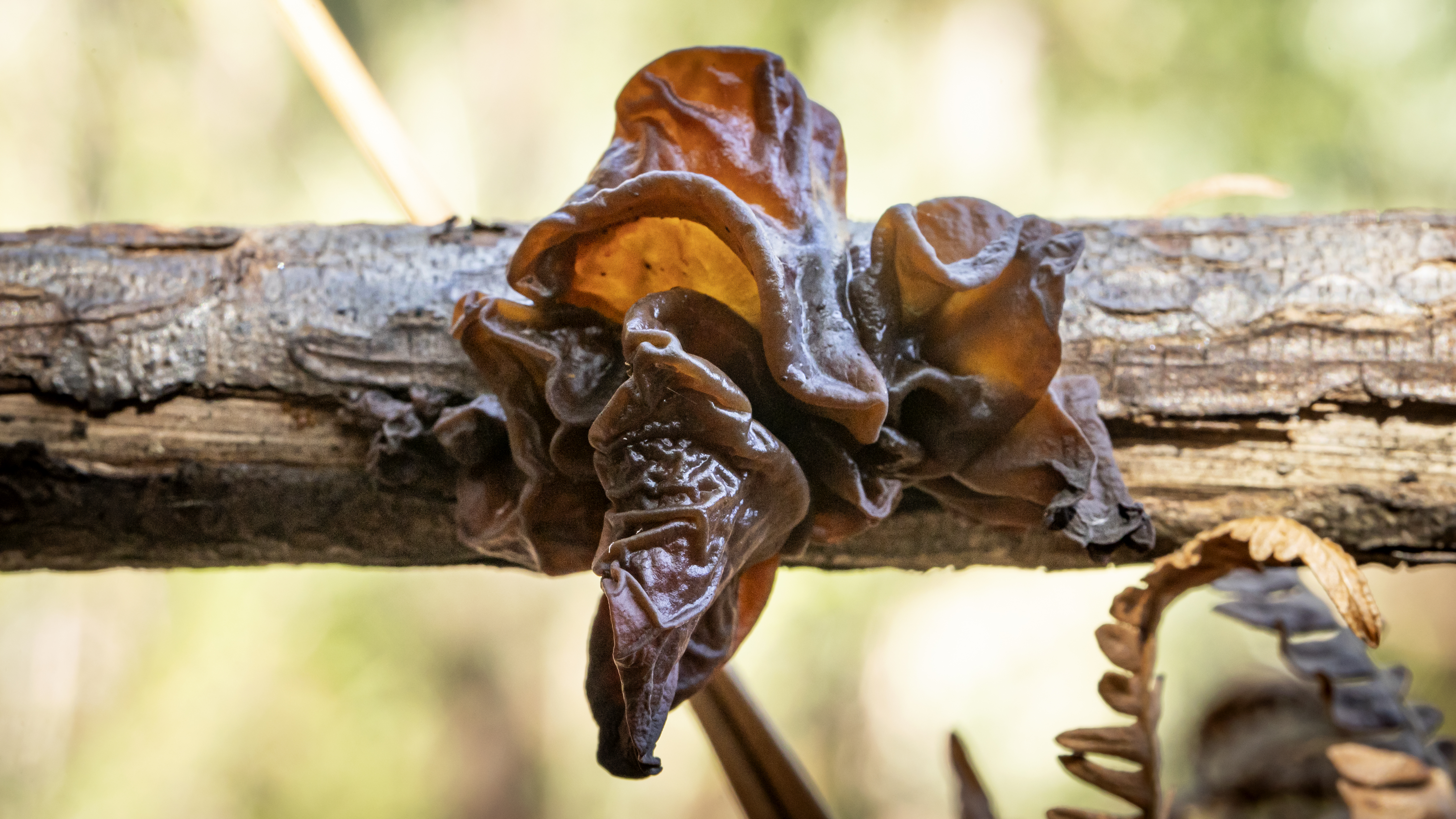 Auricularia auricula-judae_AvelinoVieira