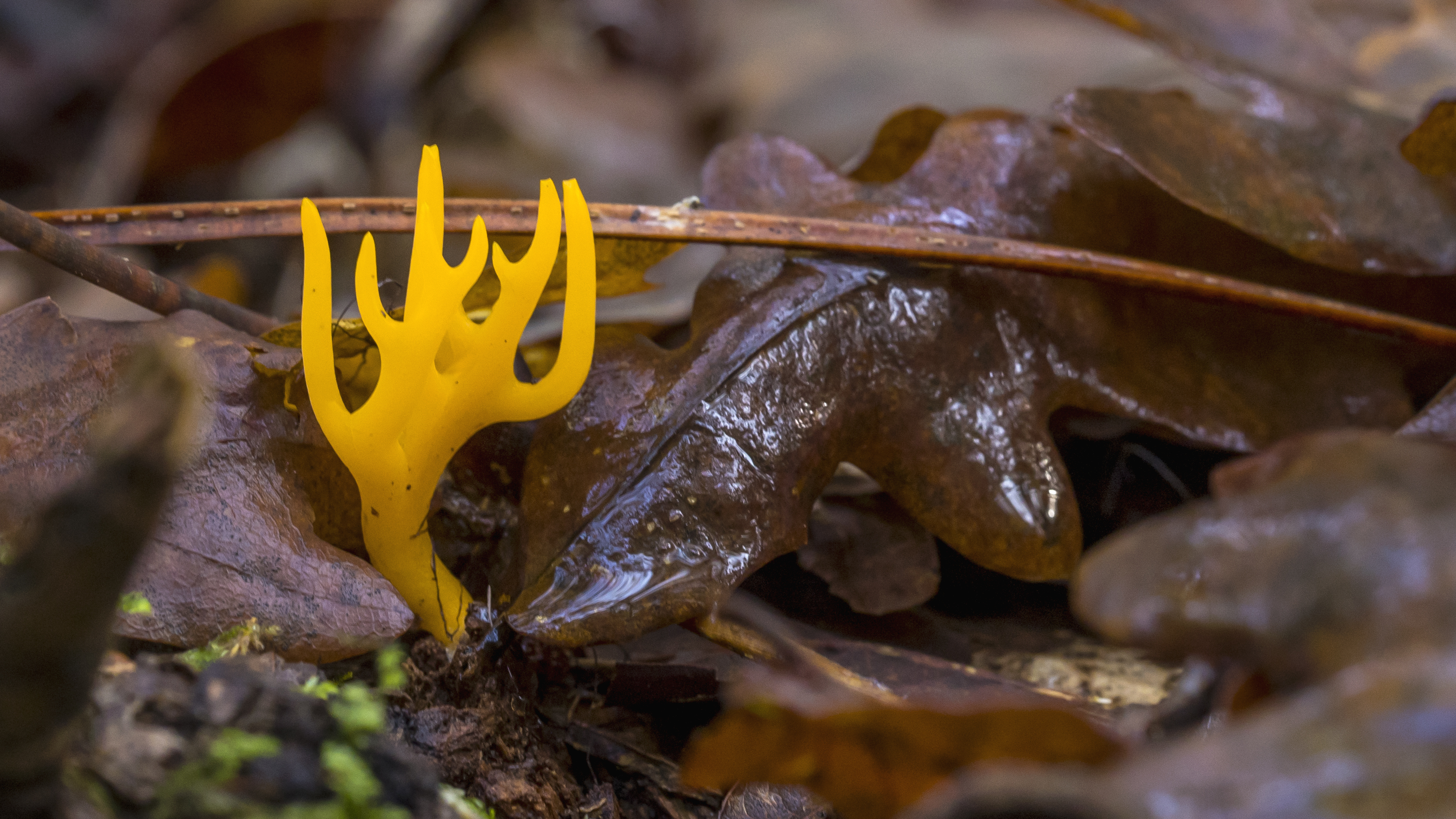 Calocera viscosa