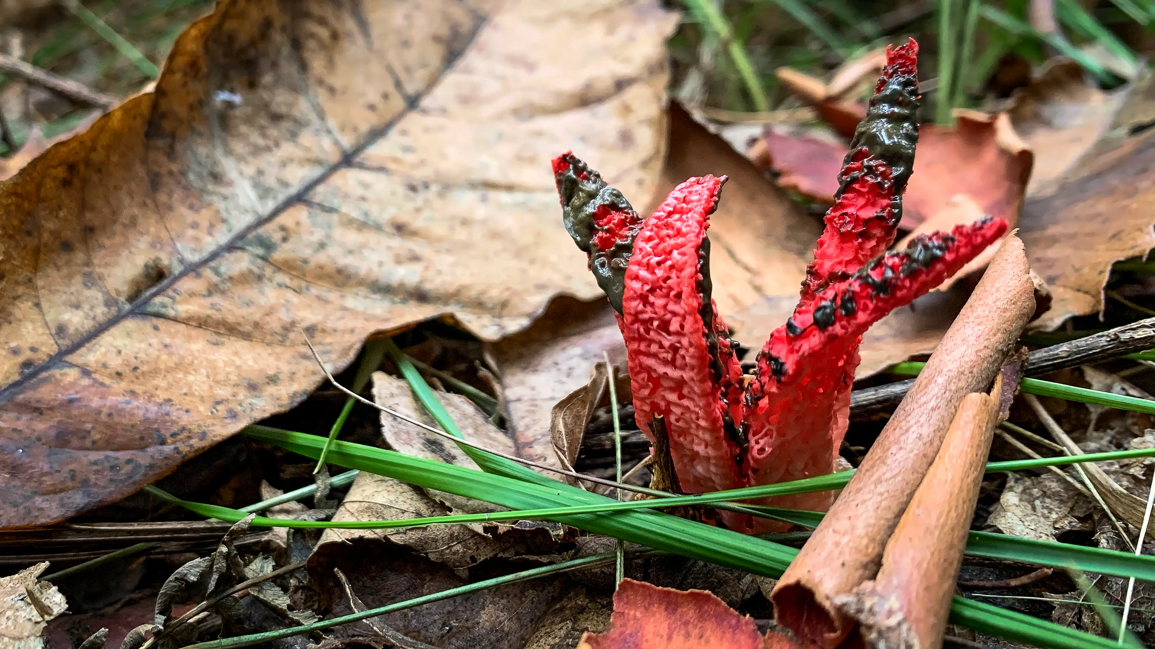 Clathrus archeri ©AvelinoVieira