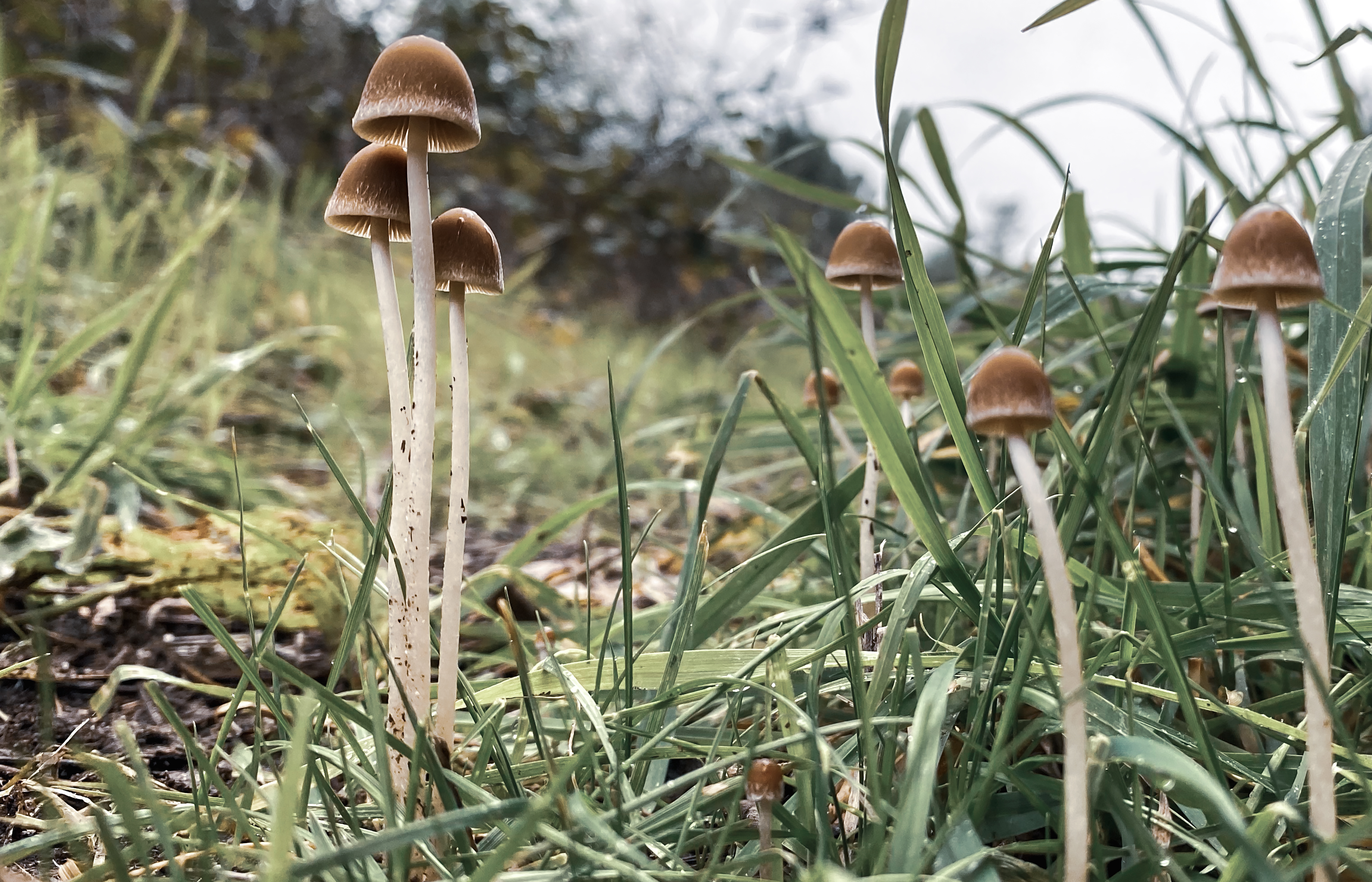 Coprinellus micaceus