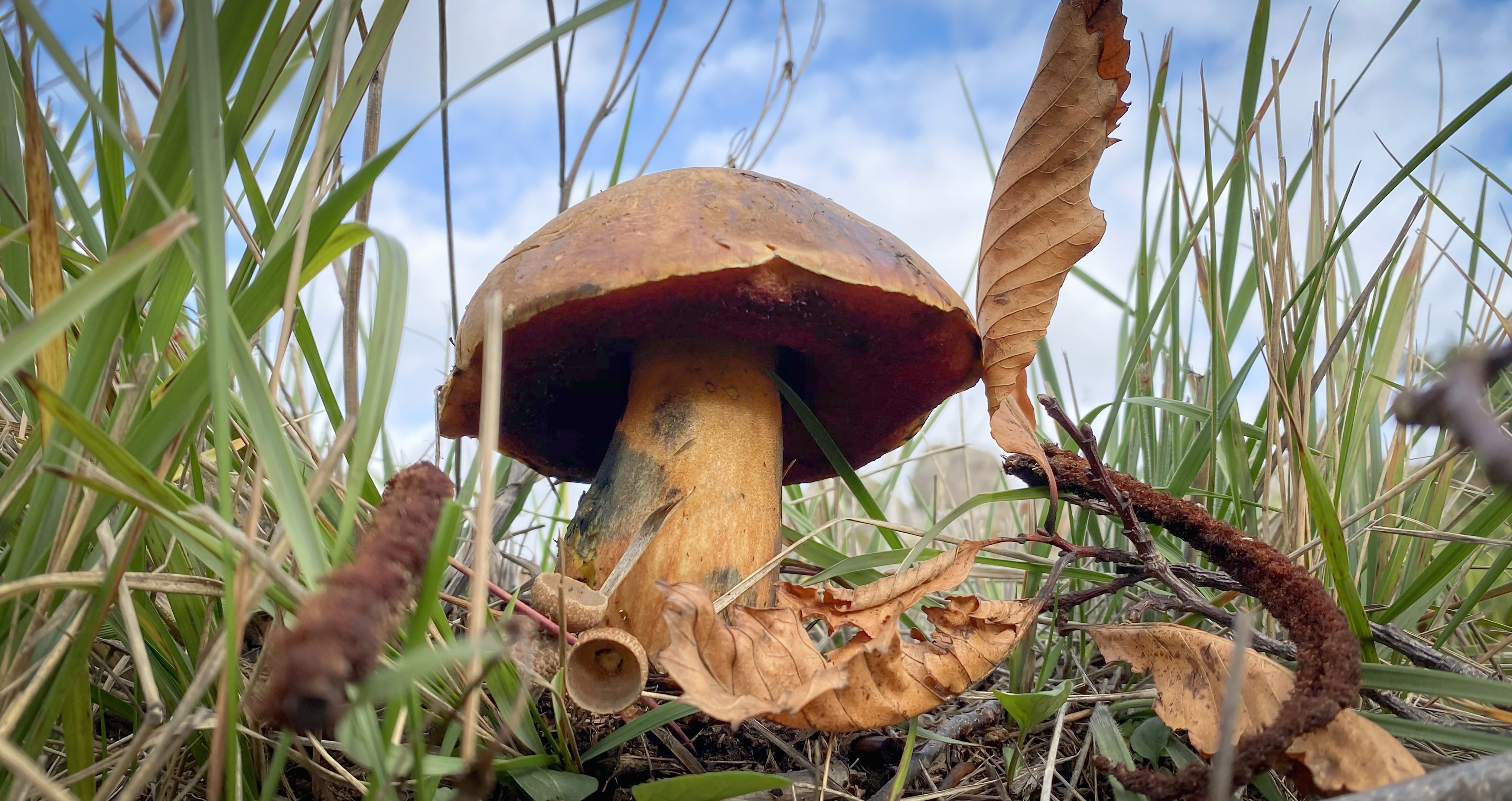 Neoboletus erythropus