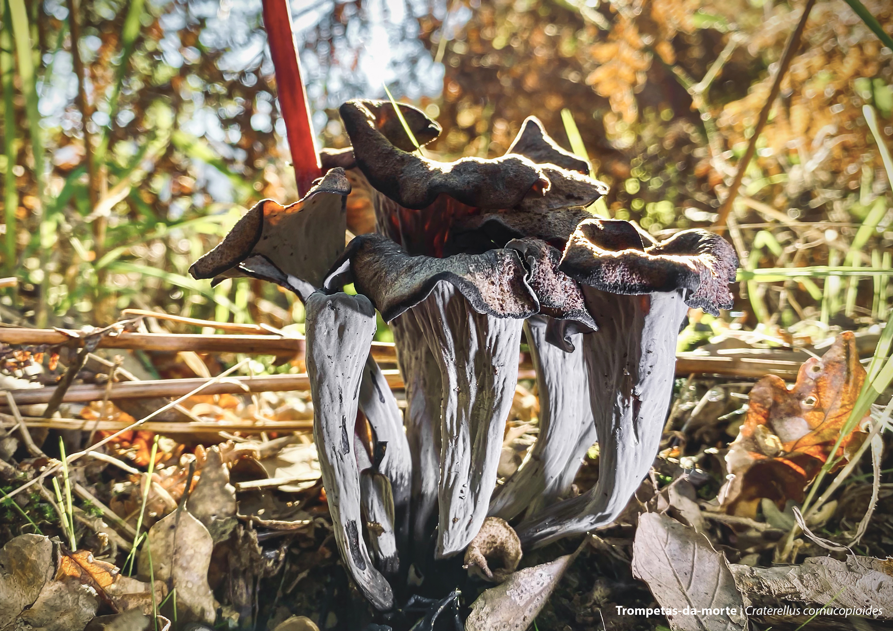 Craterellus cornucopioides