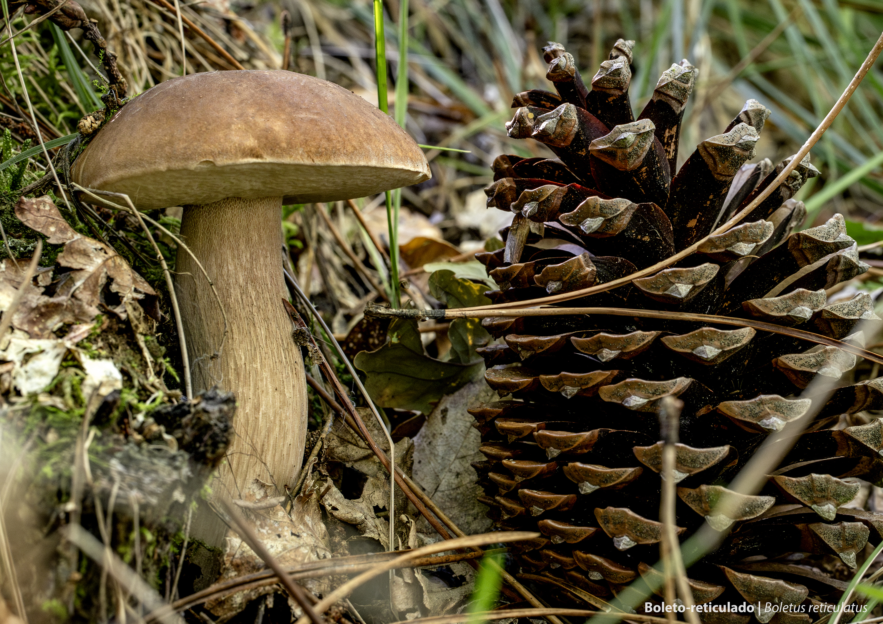 Boletus reticulatus