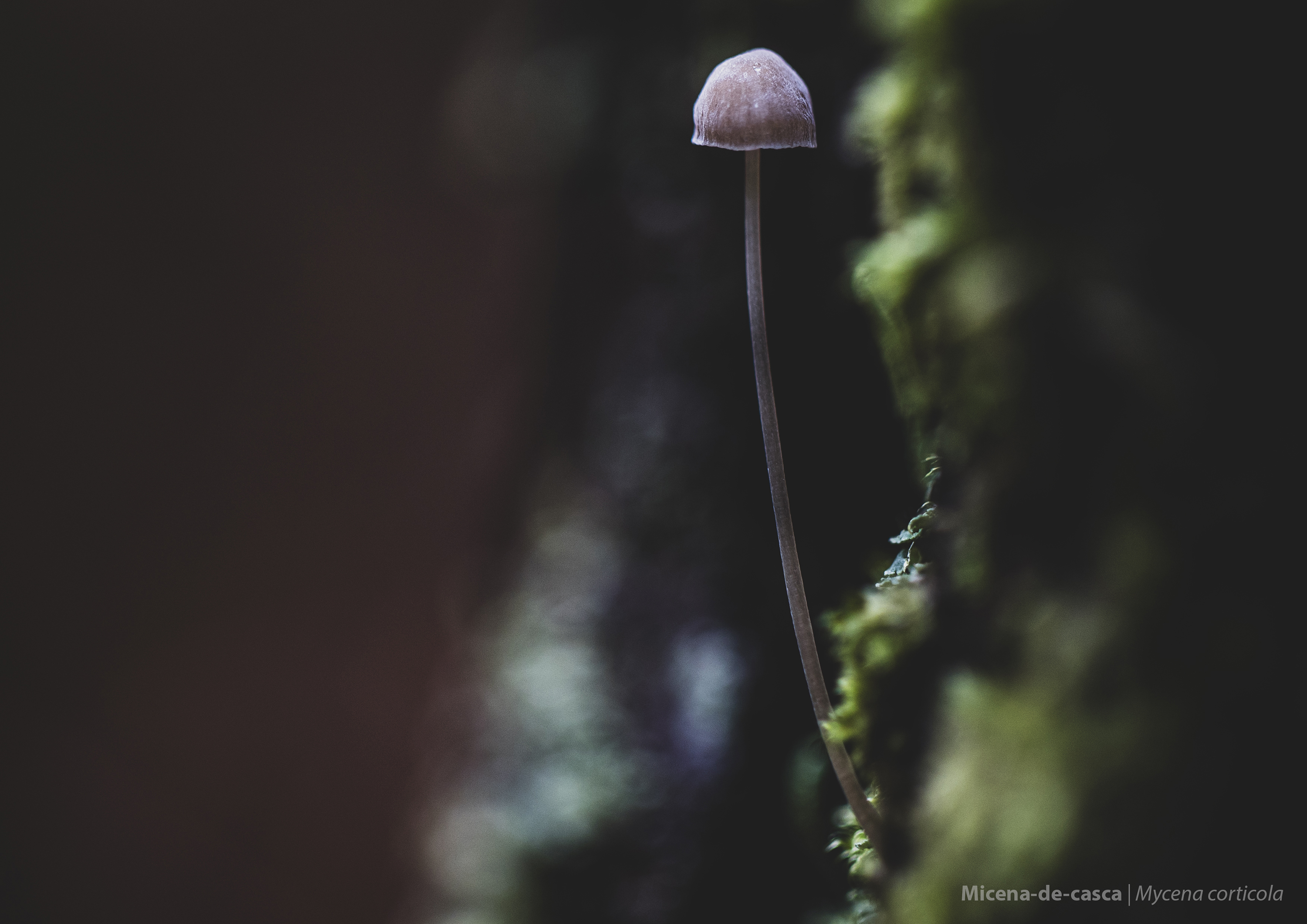 Mycena corticola